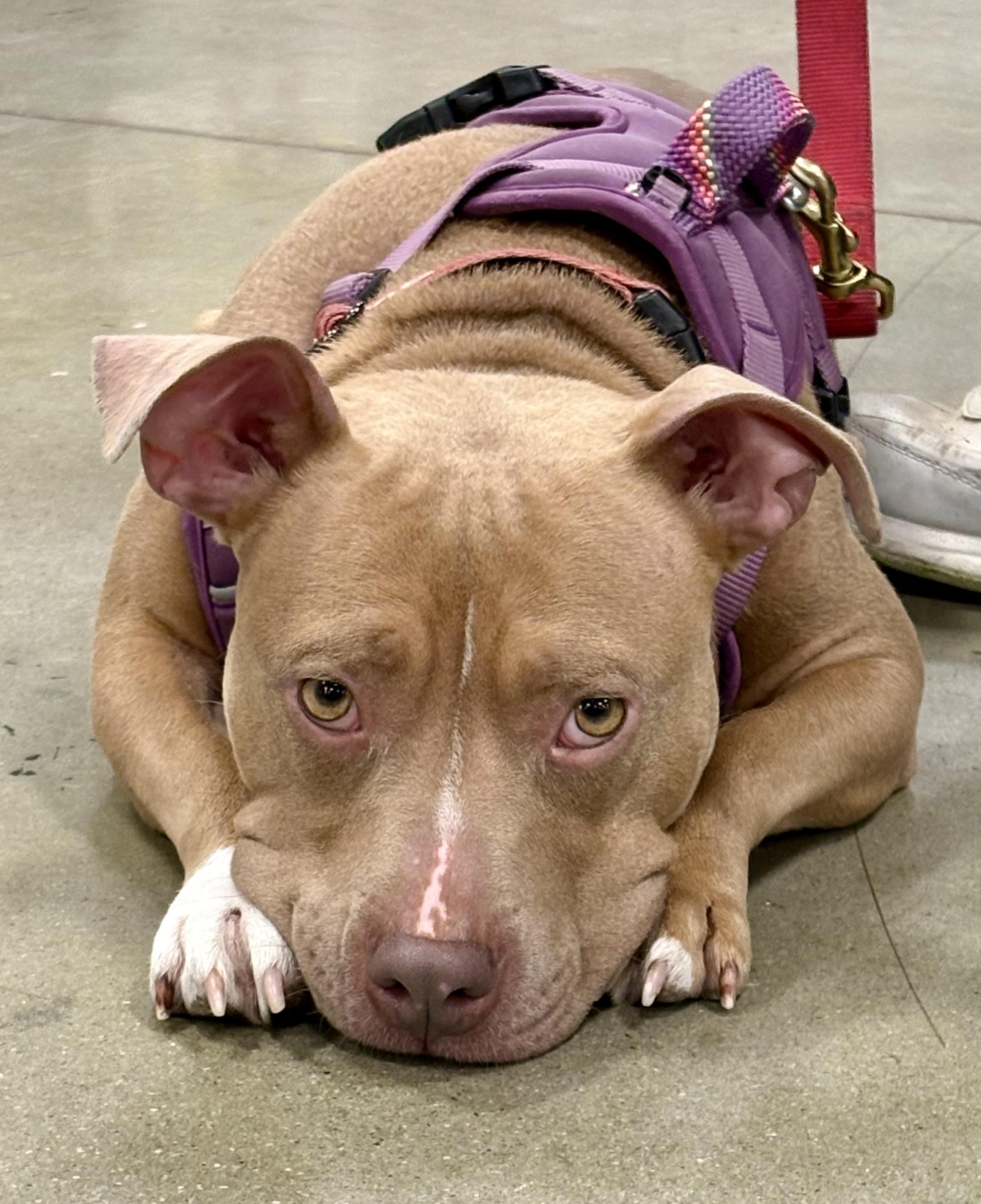 Enlarge Lorraine, a Adoptable mixed breed in Warren, NJ image 1/6