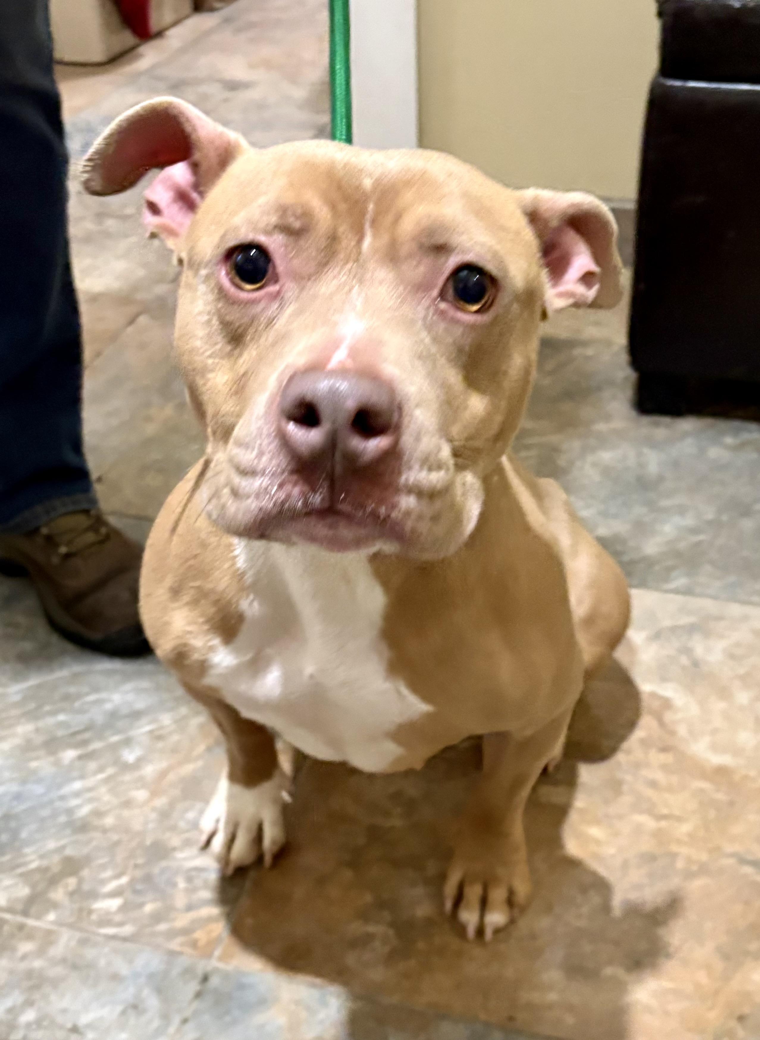 Lorraine, a Adoptable mixed breed in Warren, NJ image 5/5