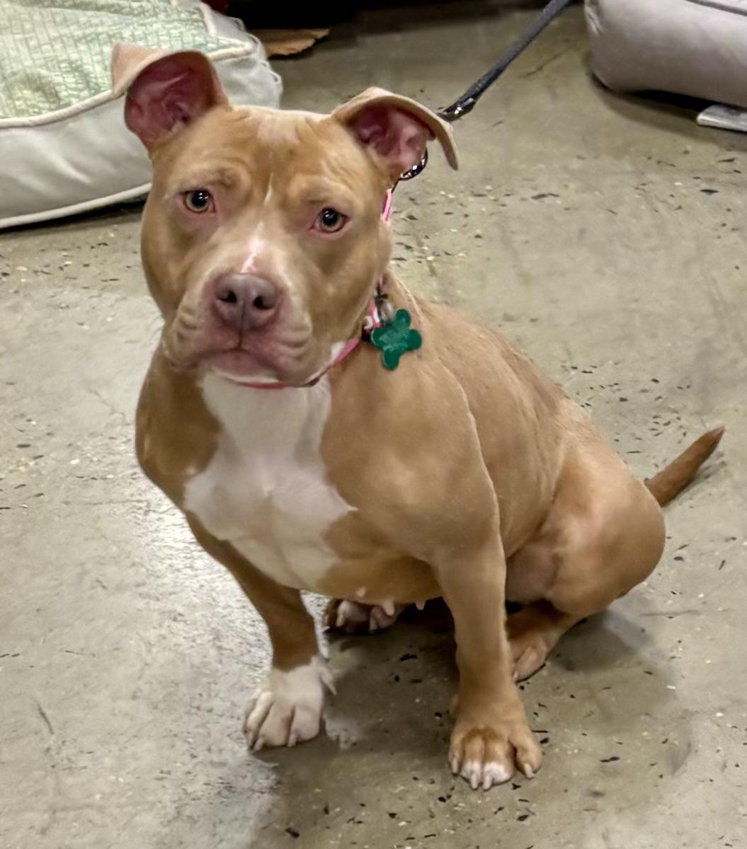 Lorraine, Adoptable, Young Female Bulldog & Terrier.