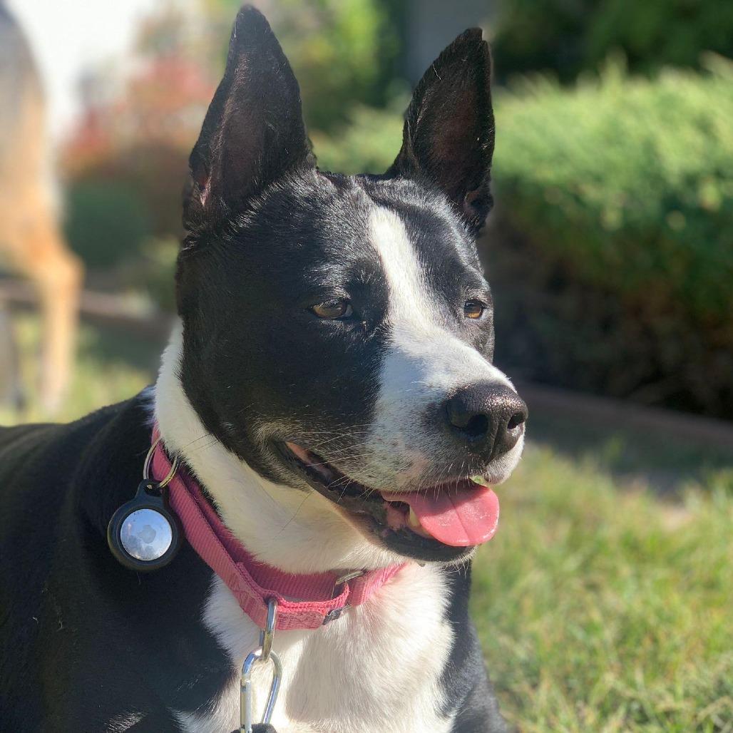 Mora, Adoptable, Senior Female Border Collie.
