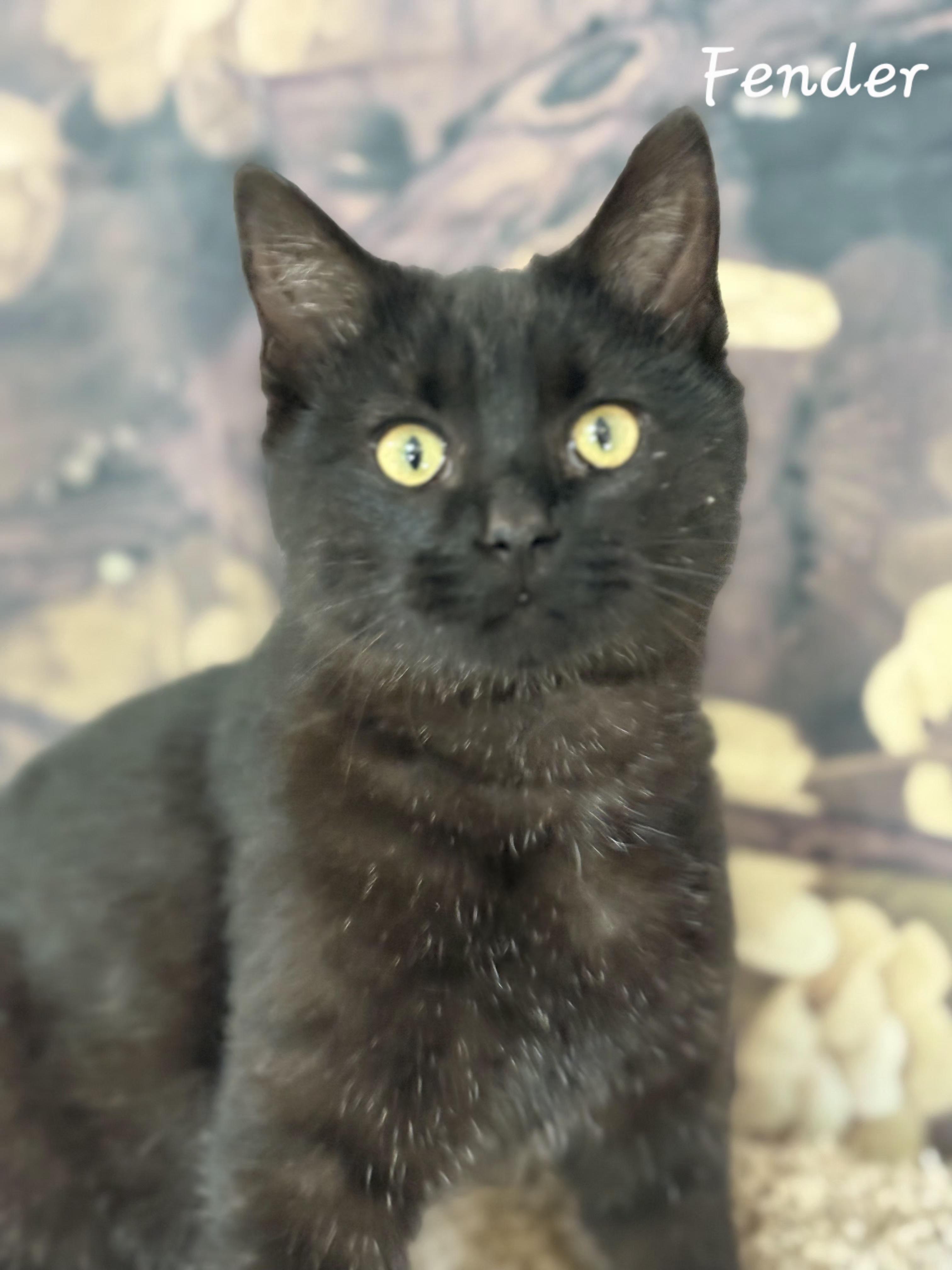 Fender, adopted, Young Male Domestic Short Hair.