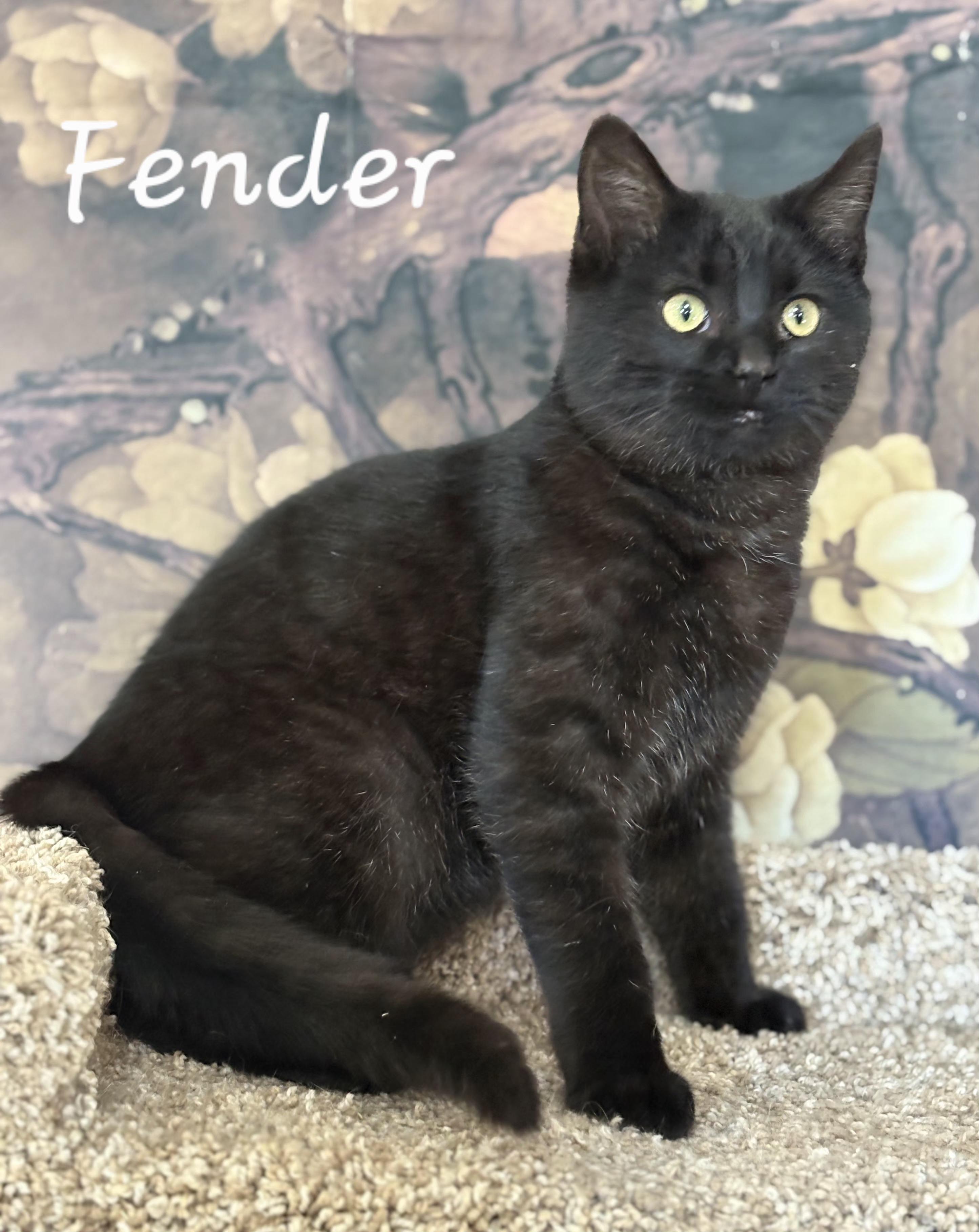Enlarge Fender, an adopted Domestic Short Hair in Aurora, NE image 2/2