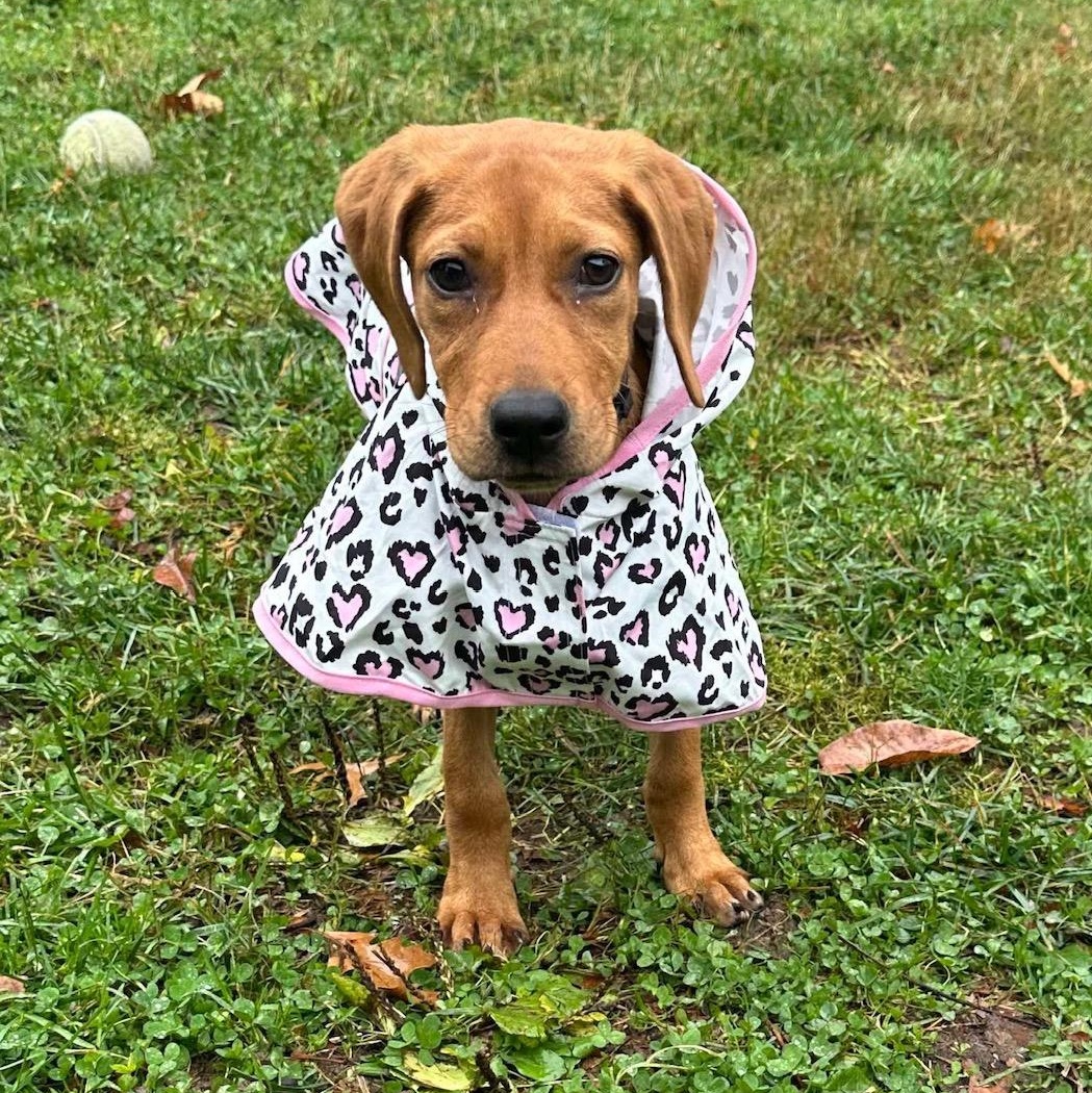 Enlarge Faye, a Adoptable mixed breed in Bethlehem, PA image 2/6