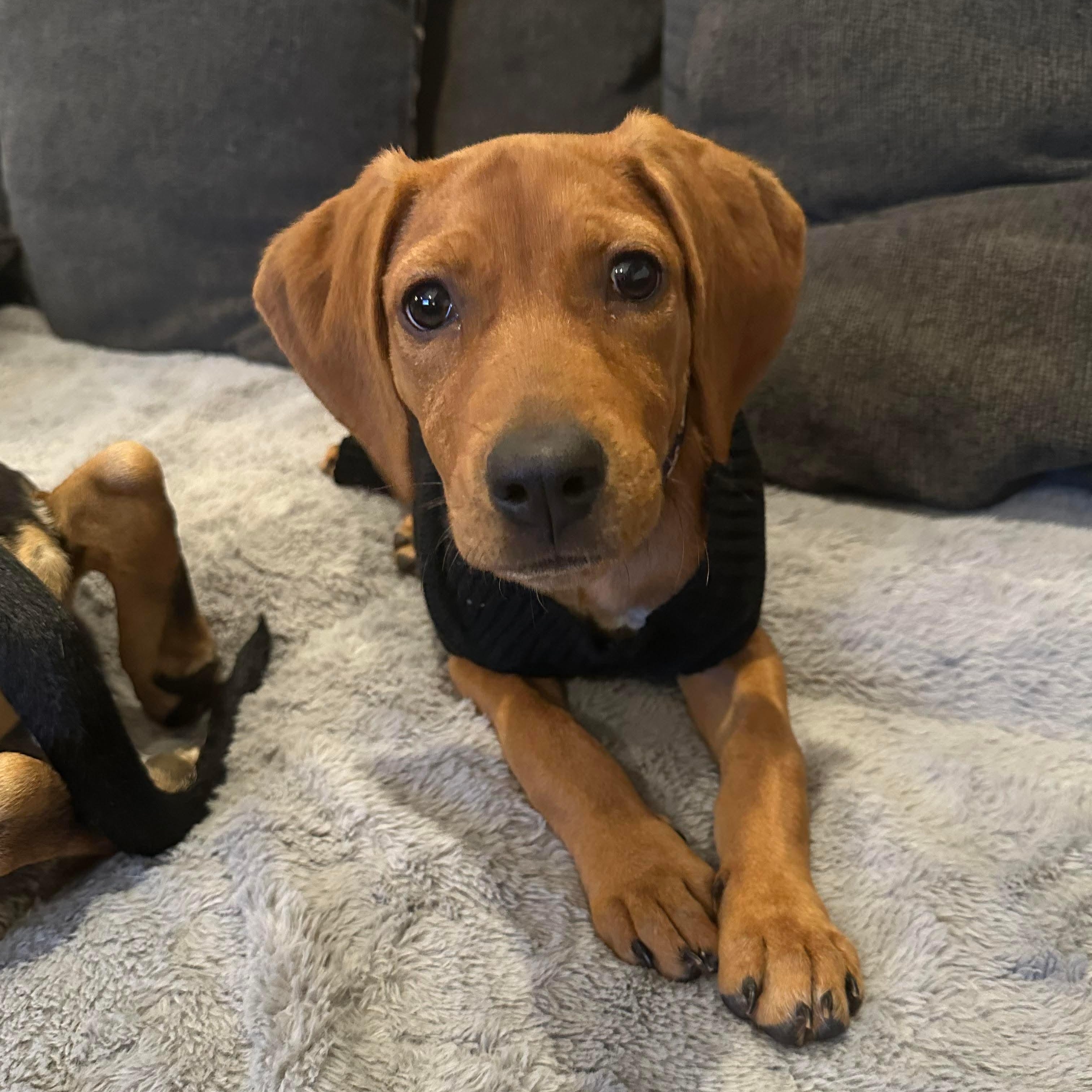 Enlarge Faye, a Adoptable mixed breed in Bethlehem, PA image 1/6