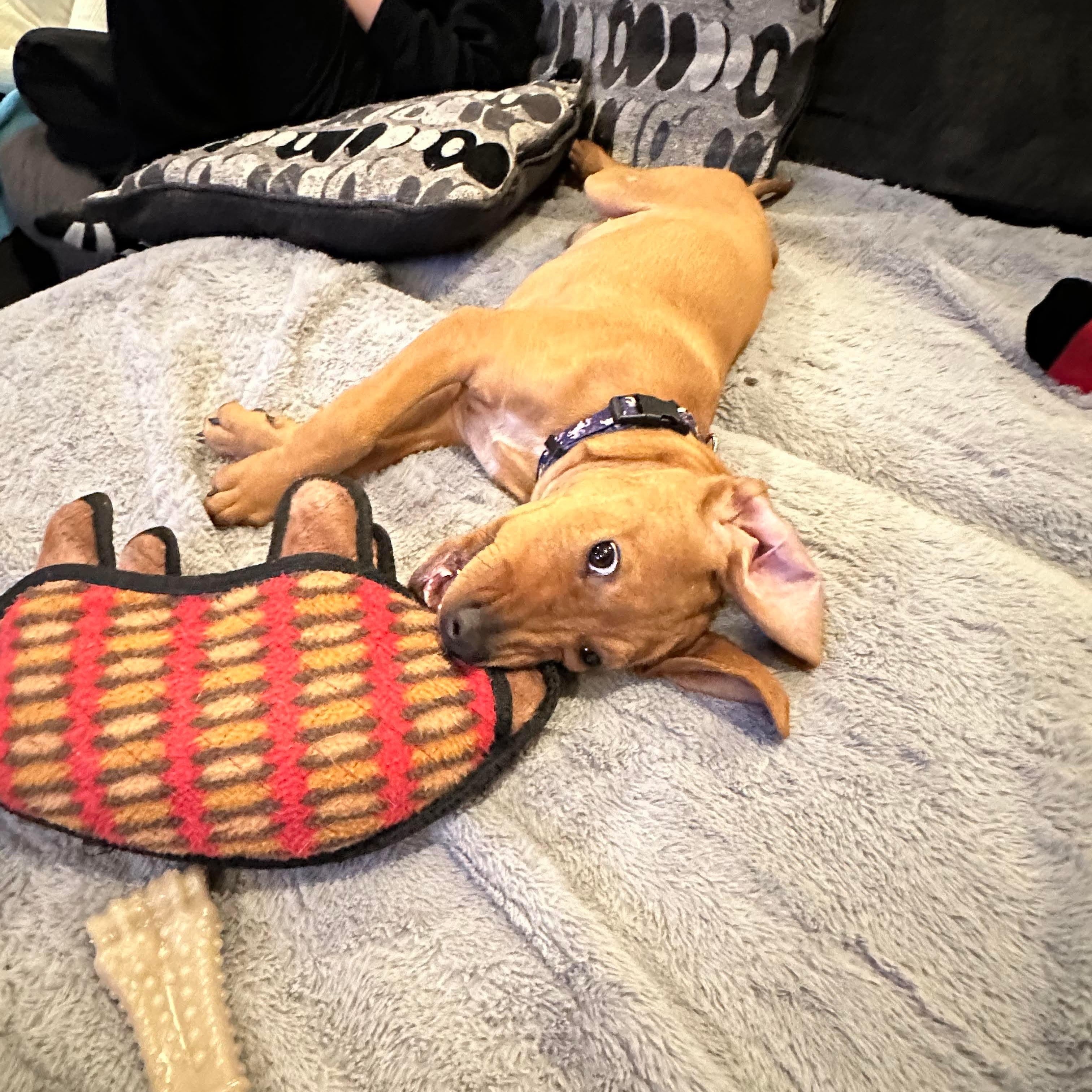 Enlarge Faye, a Adoptable mixed breed in Bethlehem, PA image 4/6