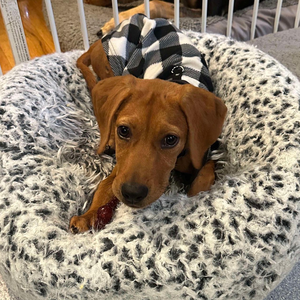 Enlarge Faye, a Adoptable mixed breed in Bethlehem, PA image 5/6