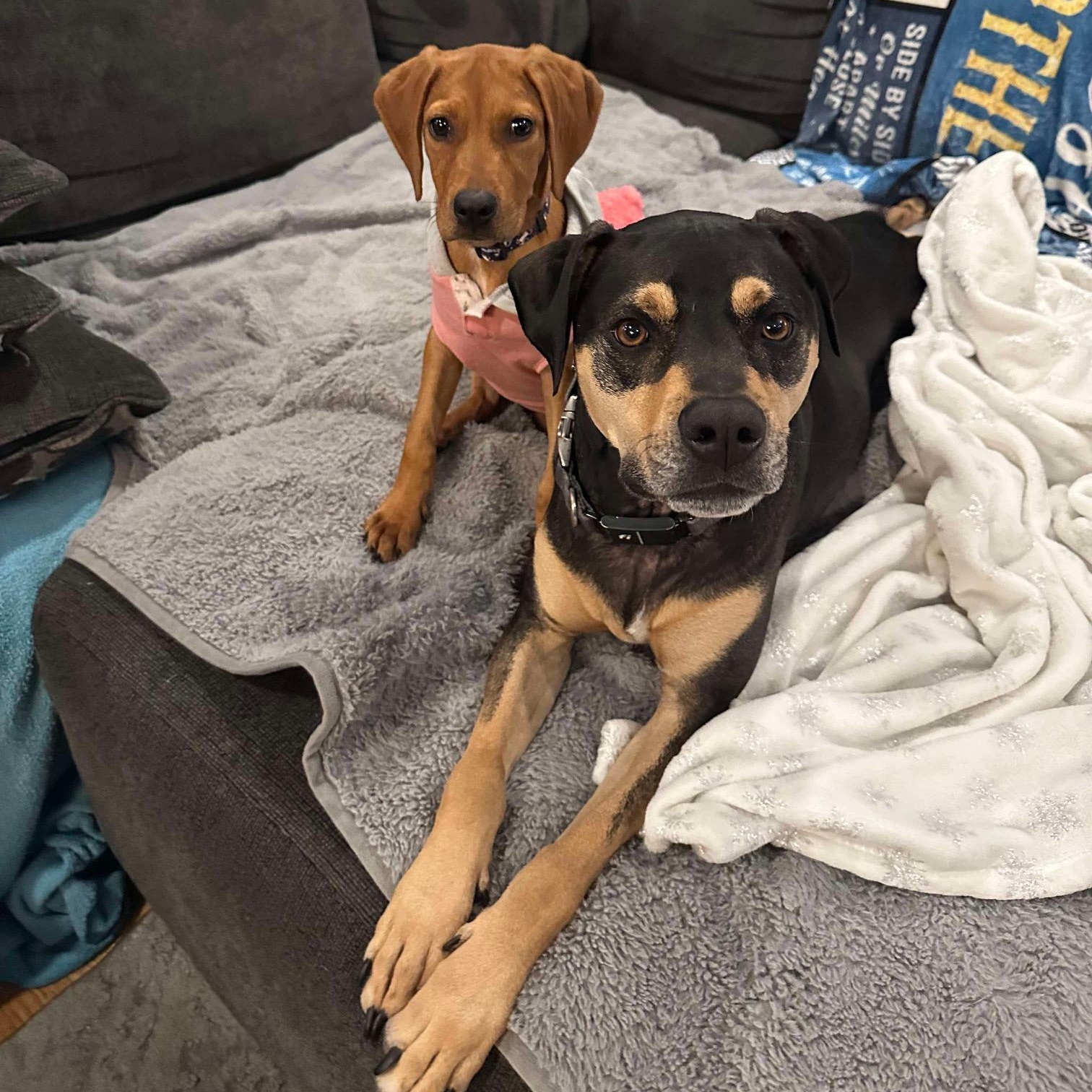 Enlarge Faye, a Adoptable mixed breed in Bethlehem, PA image 6/6