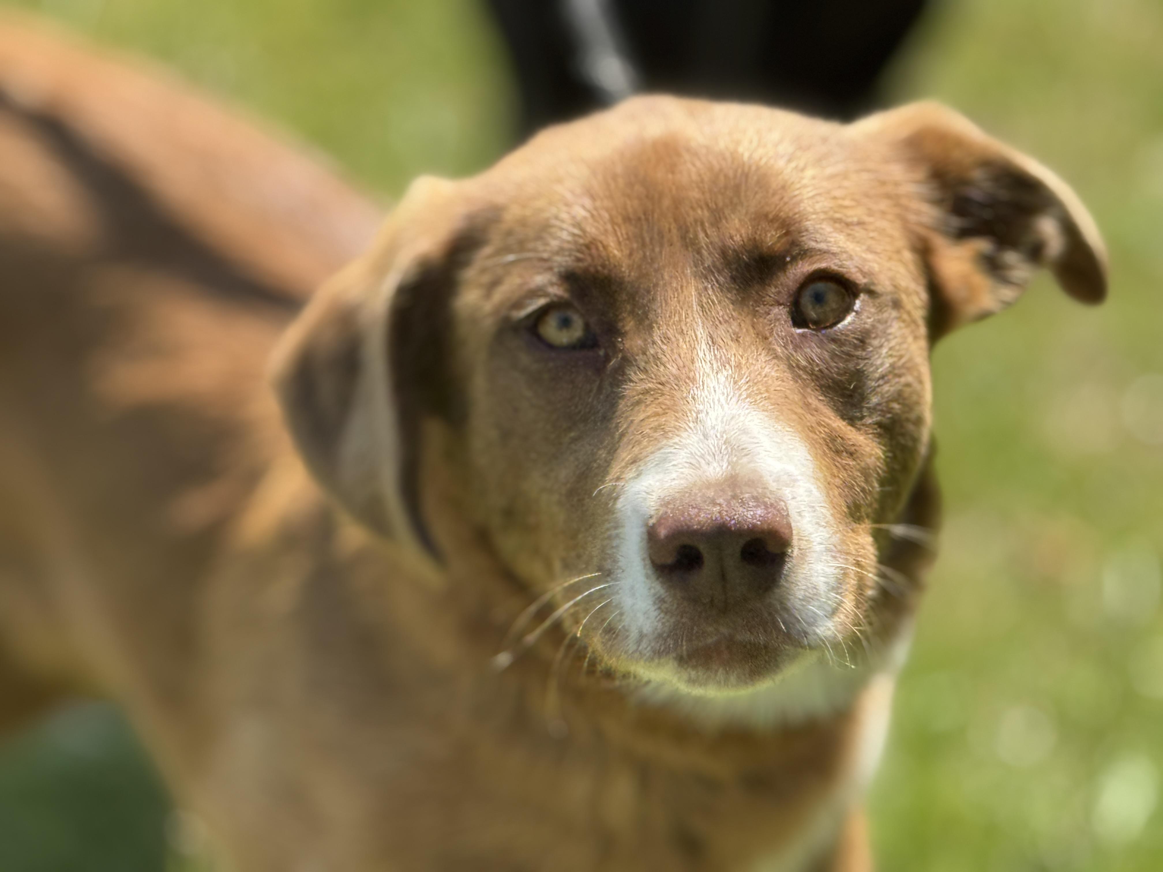 Enlarge Carmella, an adopted mixed breed in Richmond, VA image 2/6