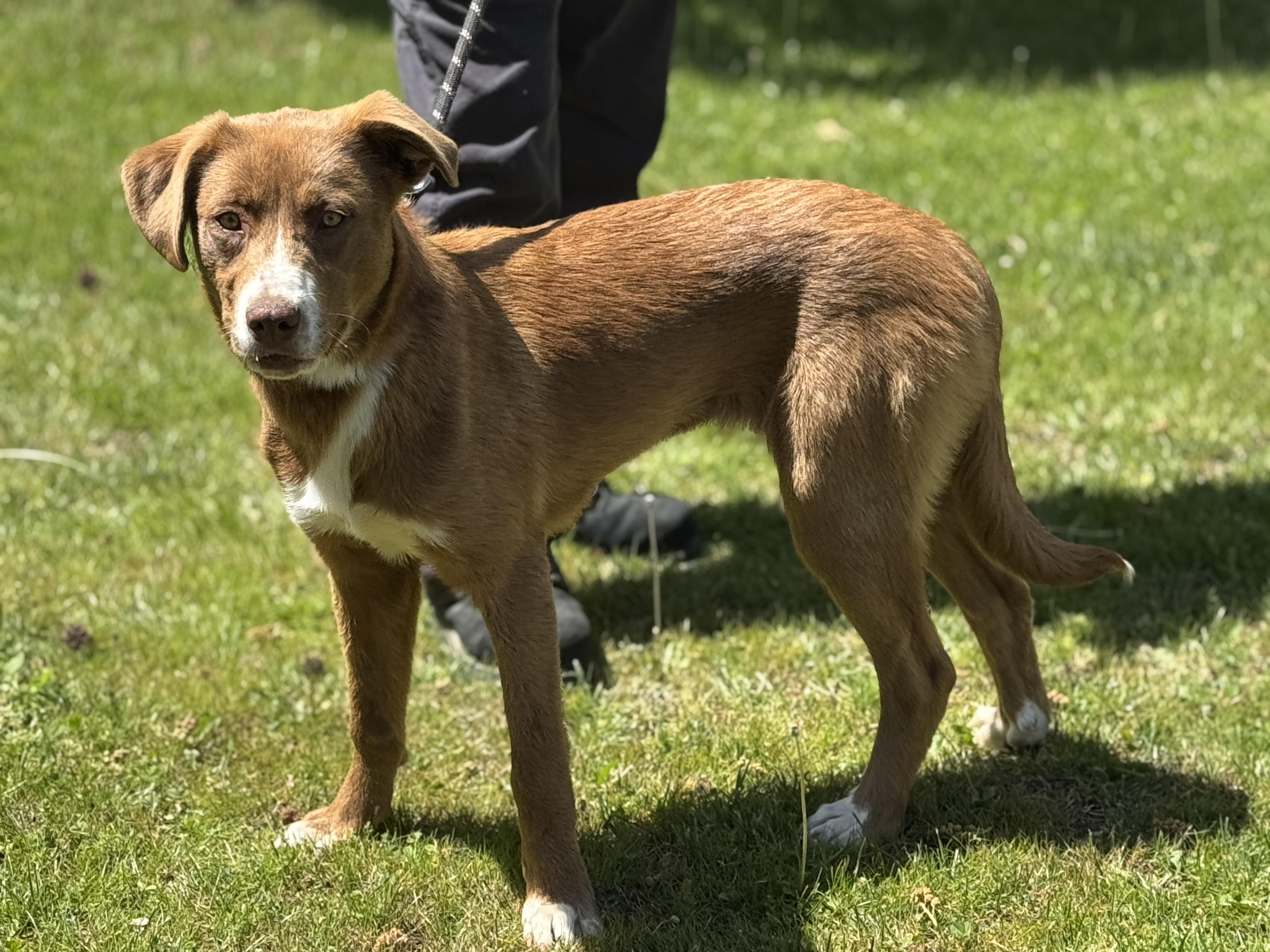 Enlarge Carmella, an adopted mixed breed in Richmond, VA image 5/6