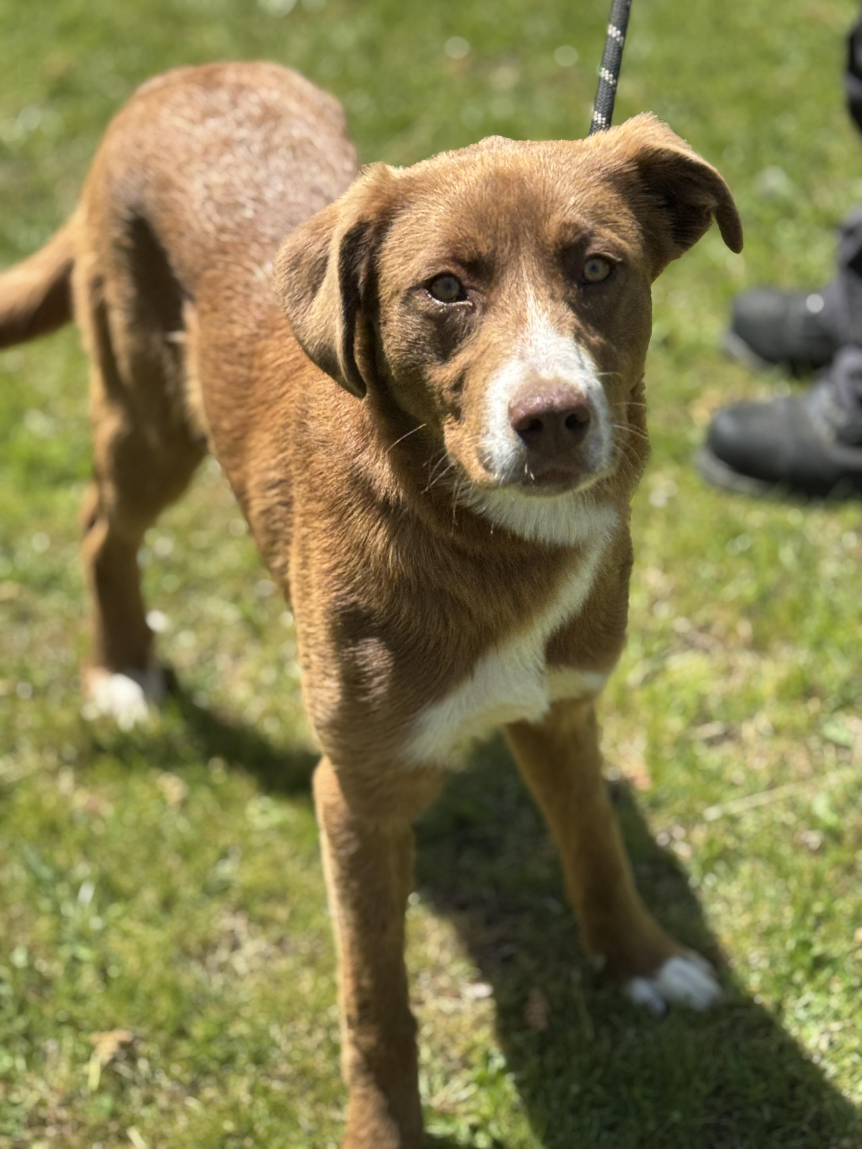 Enlarge Carmella, an adopted mixed breed in Richmond, VA image 3/6