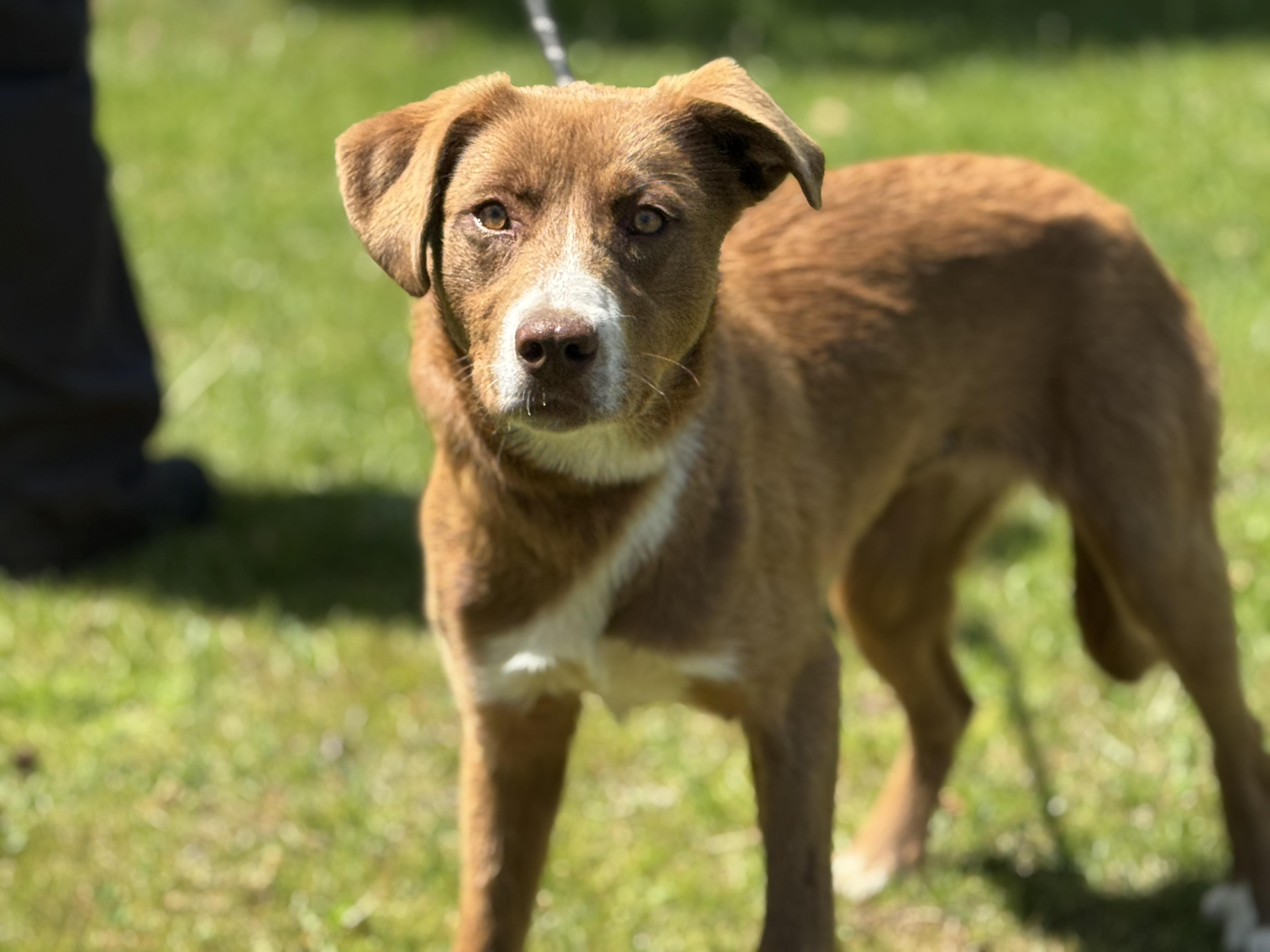 Enlarge Carmella, an adopted mixed breed in Richmond, VA image 4/6