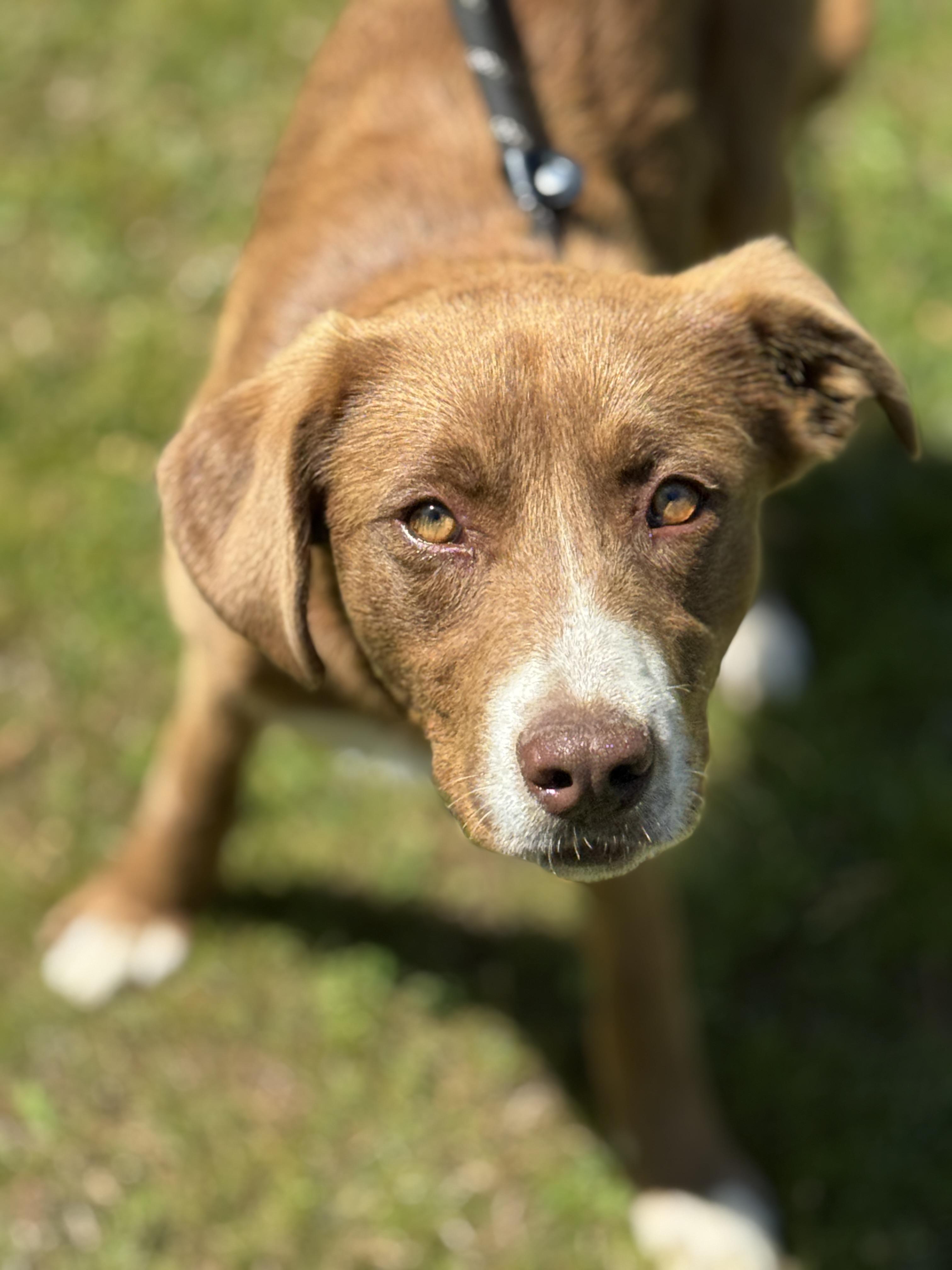 Enlarge Carmella, an adopted mixed breed in Richmond, VA image 6/6