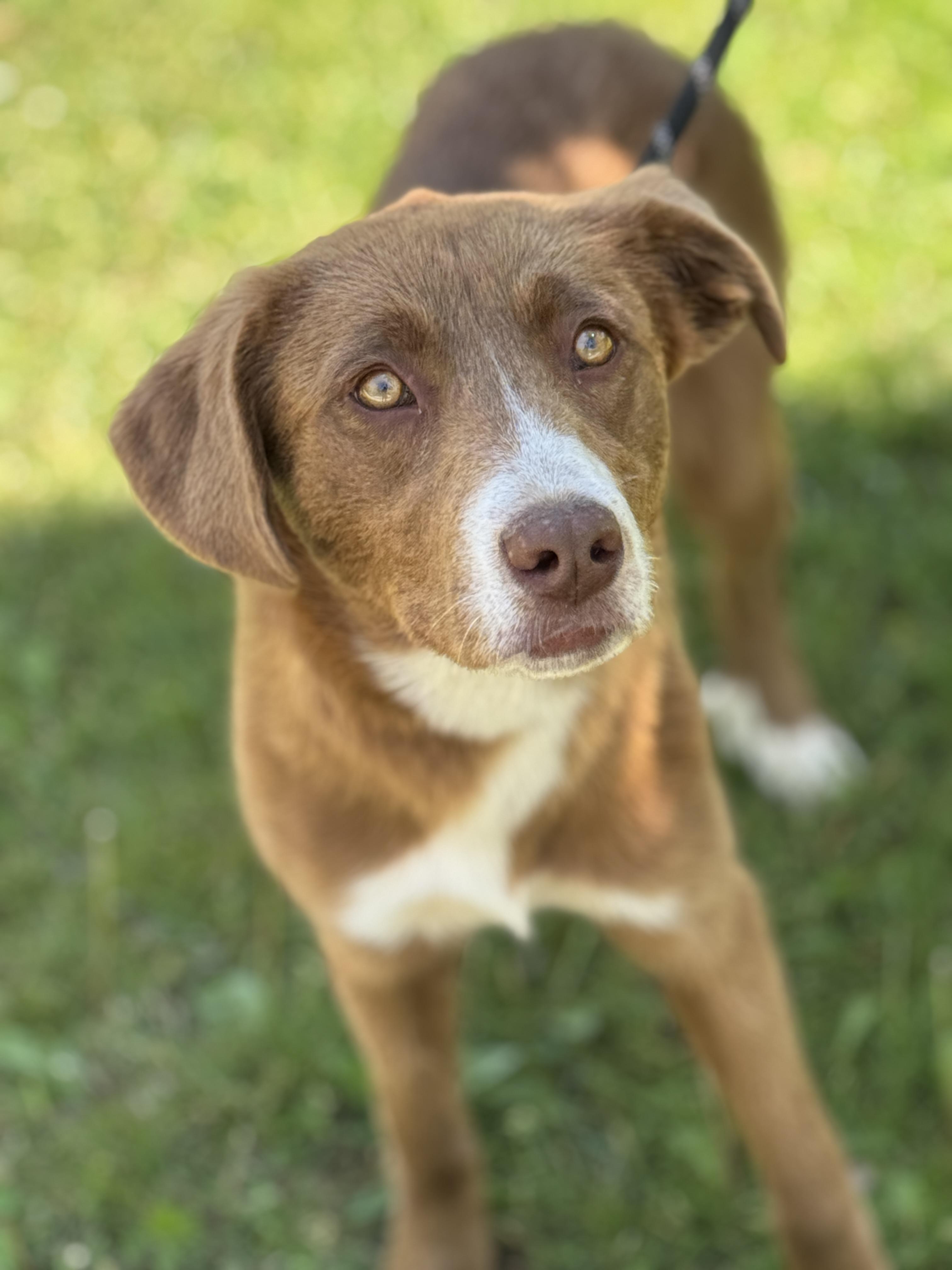 Enlarge Carmella, an adopted mixed breed in Richmond, VA image 1/6