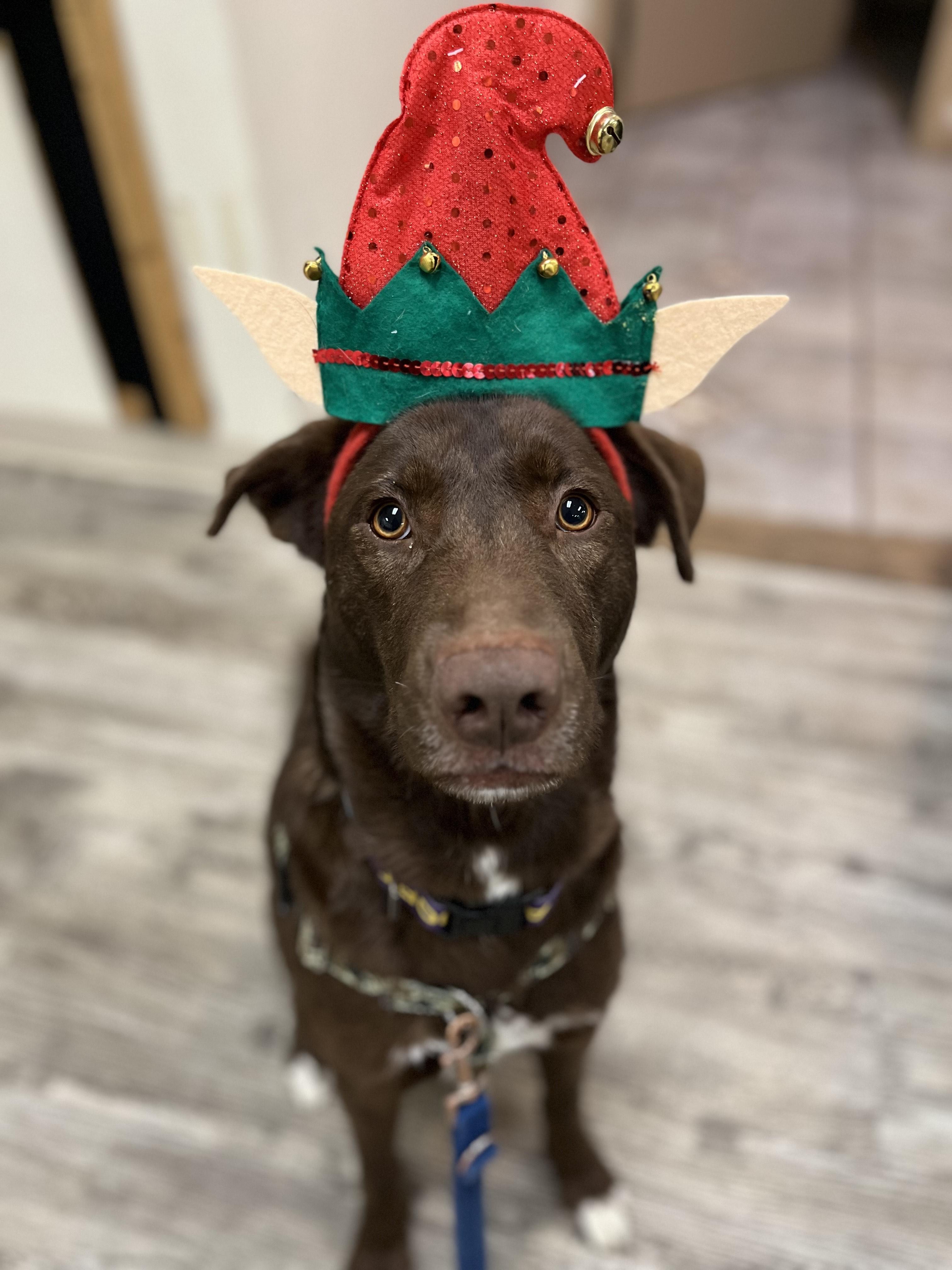 Enlarge Copper, a Adoptable mixed breed in Hollis, NH image 1/5