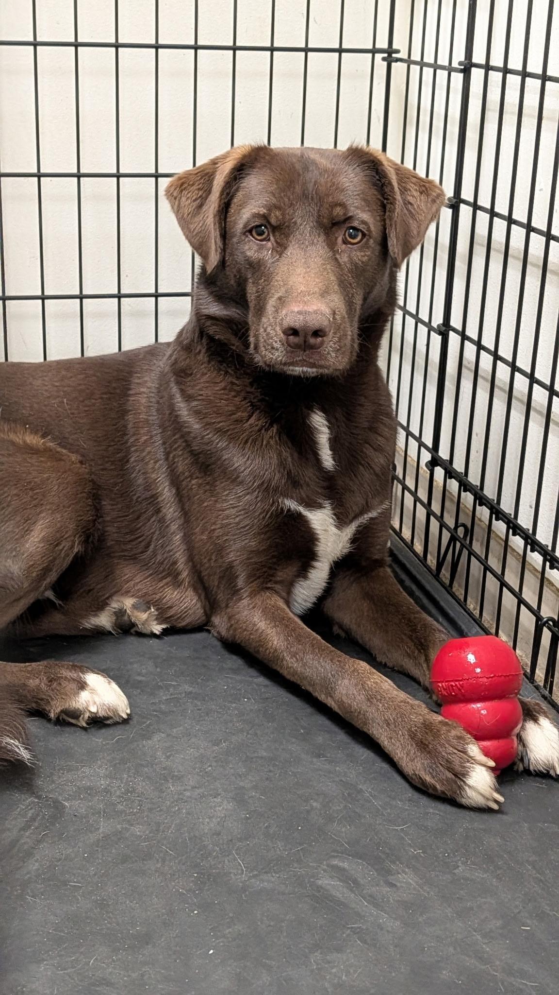 Copper, a Adoptable mixed breed in Hollis, NH image 3/4