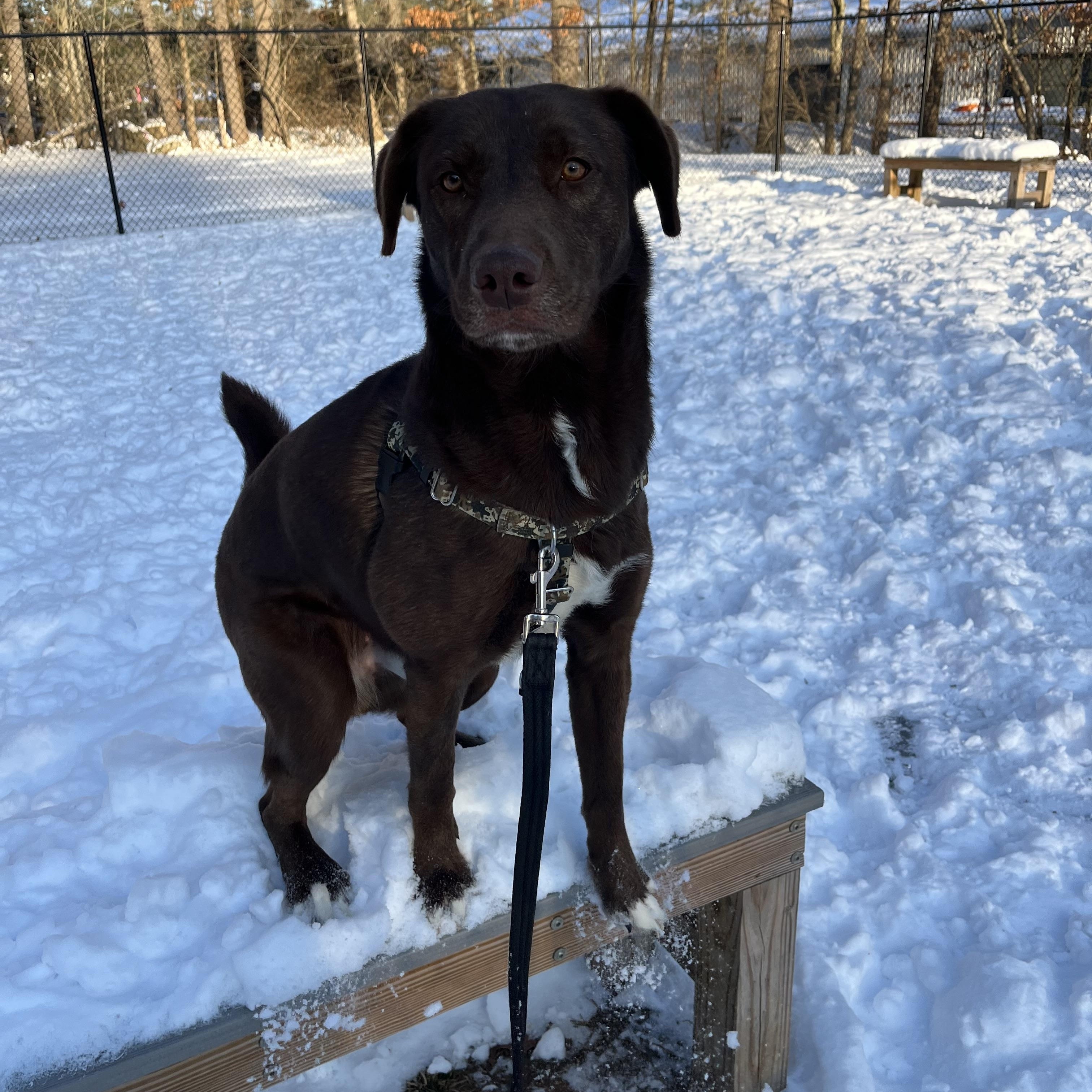 Enlarge Copper, a Adoptable mixed breed in Hollis, NH image 4/6