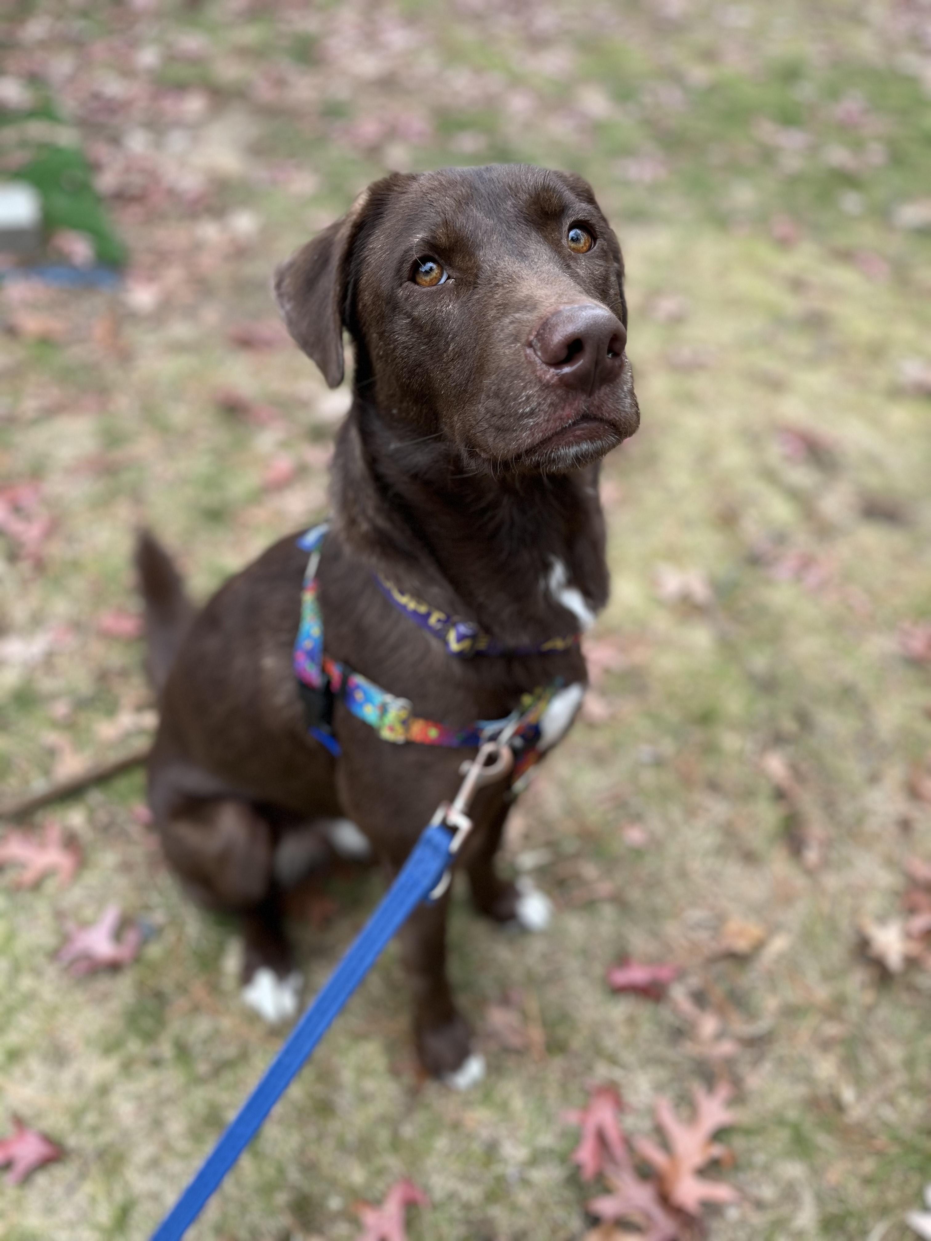 Enlarge Copper, a Adoptable mixed breed in Hollis, NH image 3/5