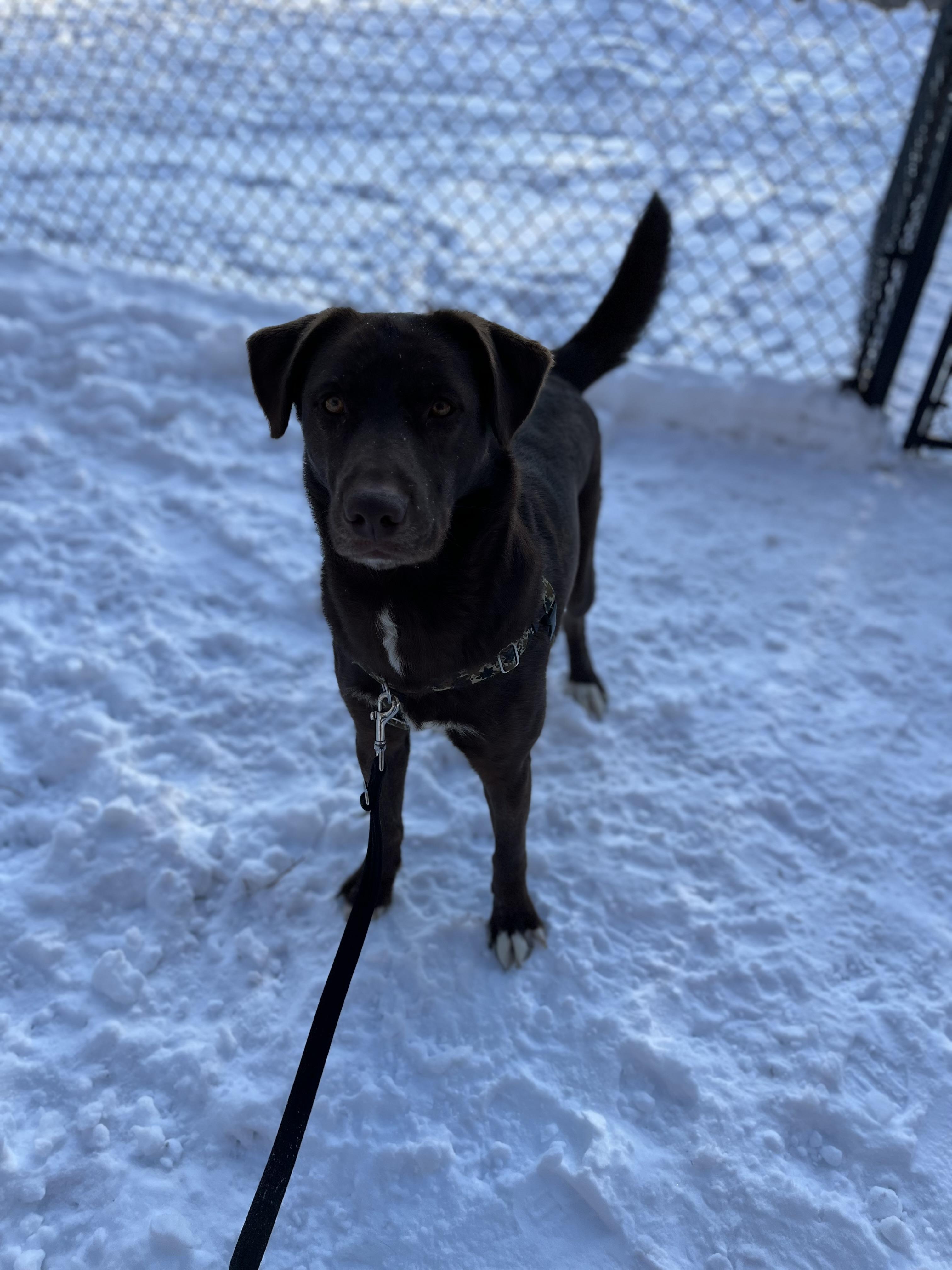 Enlarge Copper, a Adoptable mixed breed in Hollis, NH image 5/6
