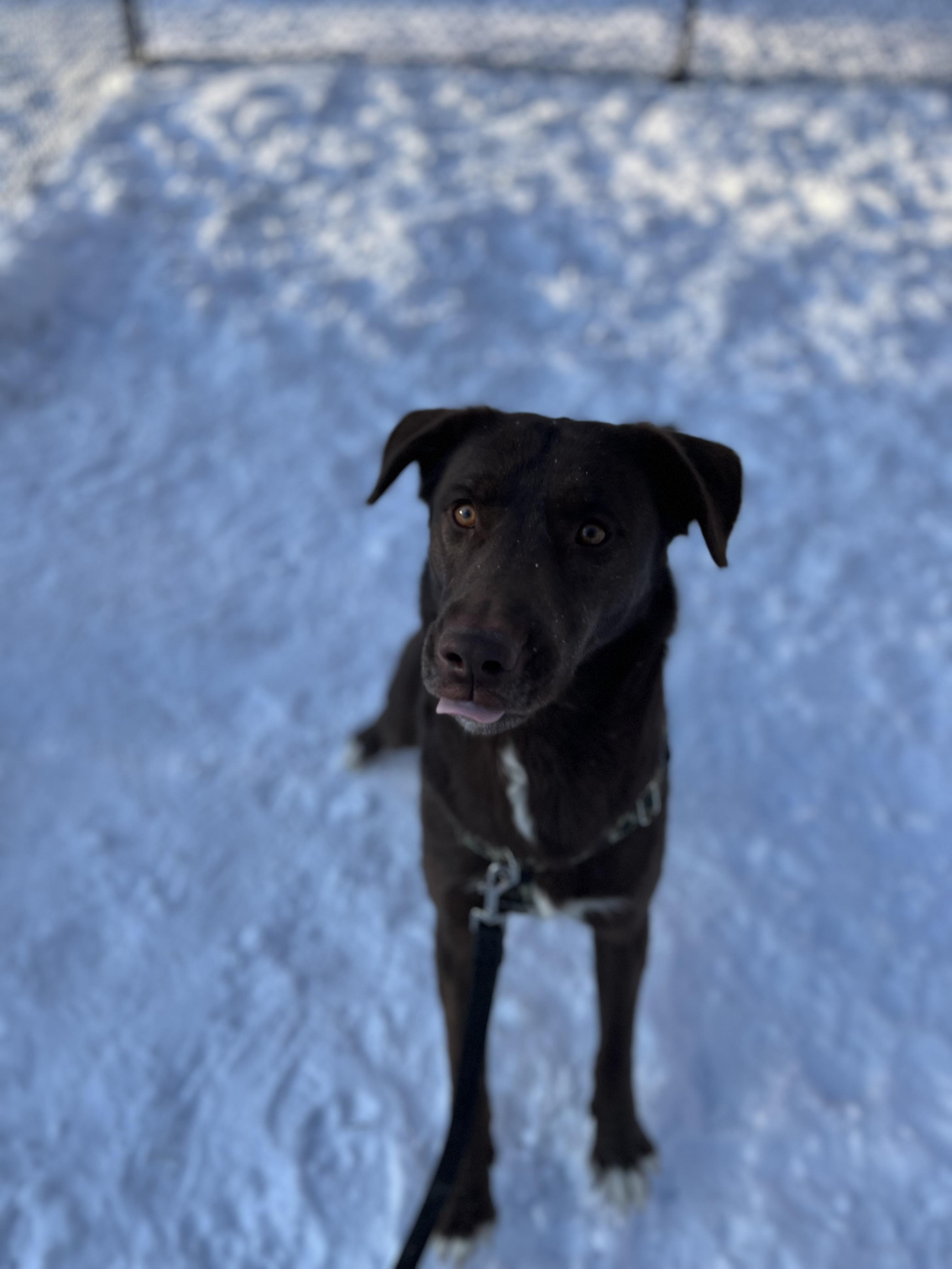 Enlarge Copper, a Adoptable mixed breed in Hollis, NH image 2/6