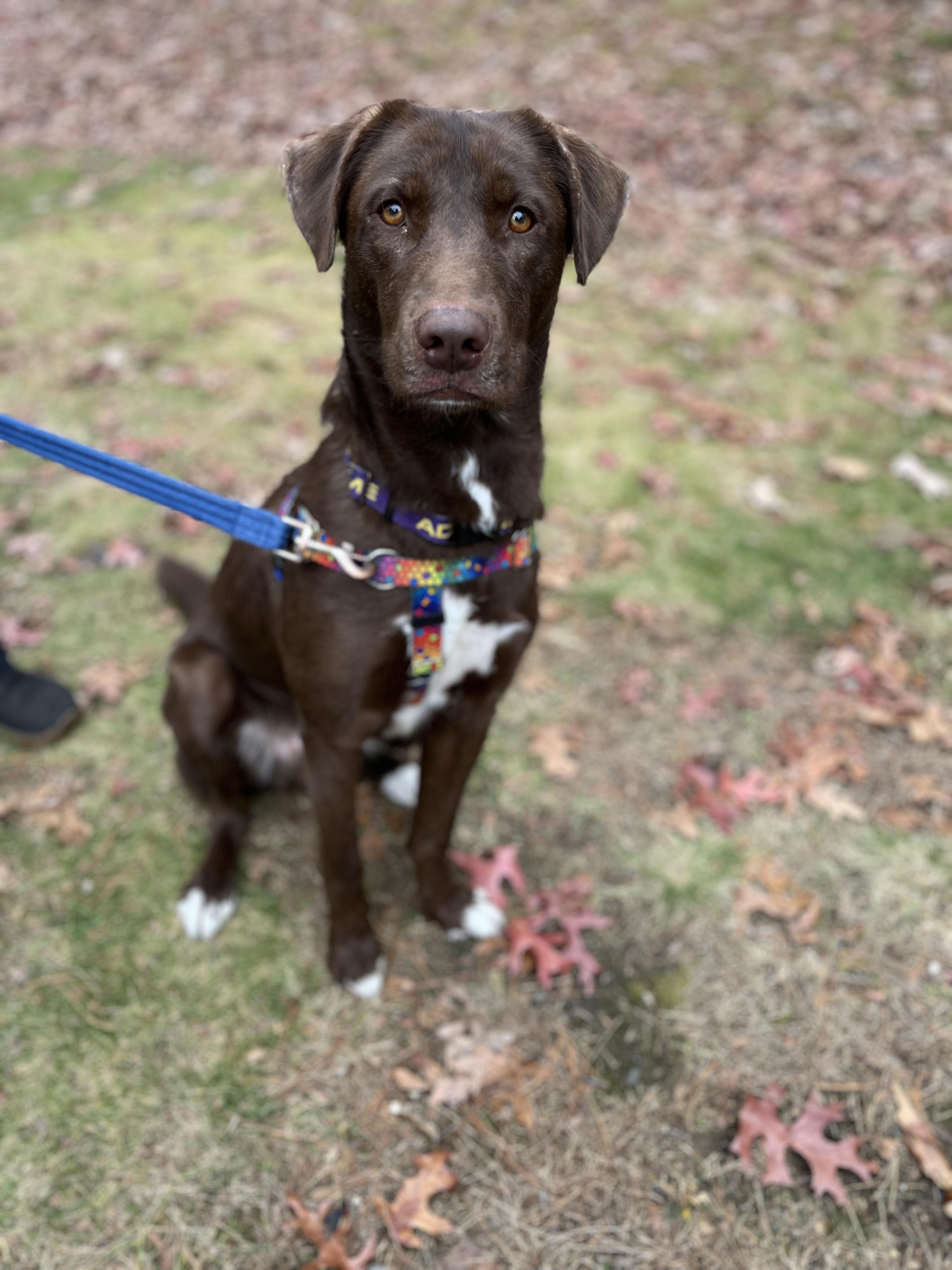 Enlarge Copper, a Adoptable mixed breed in Hollis, NH image 6/6