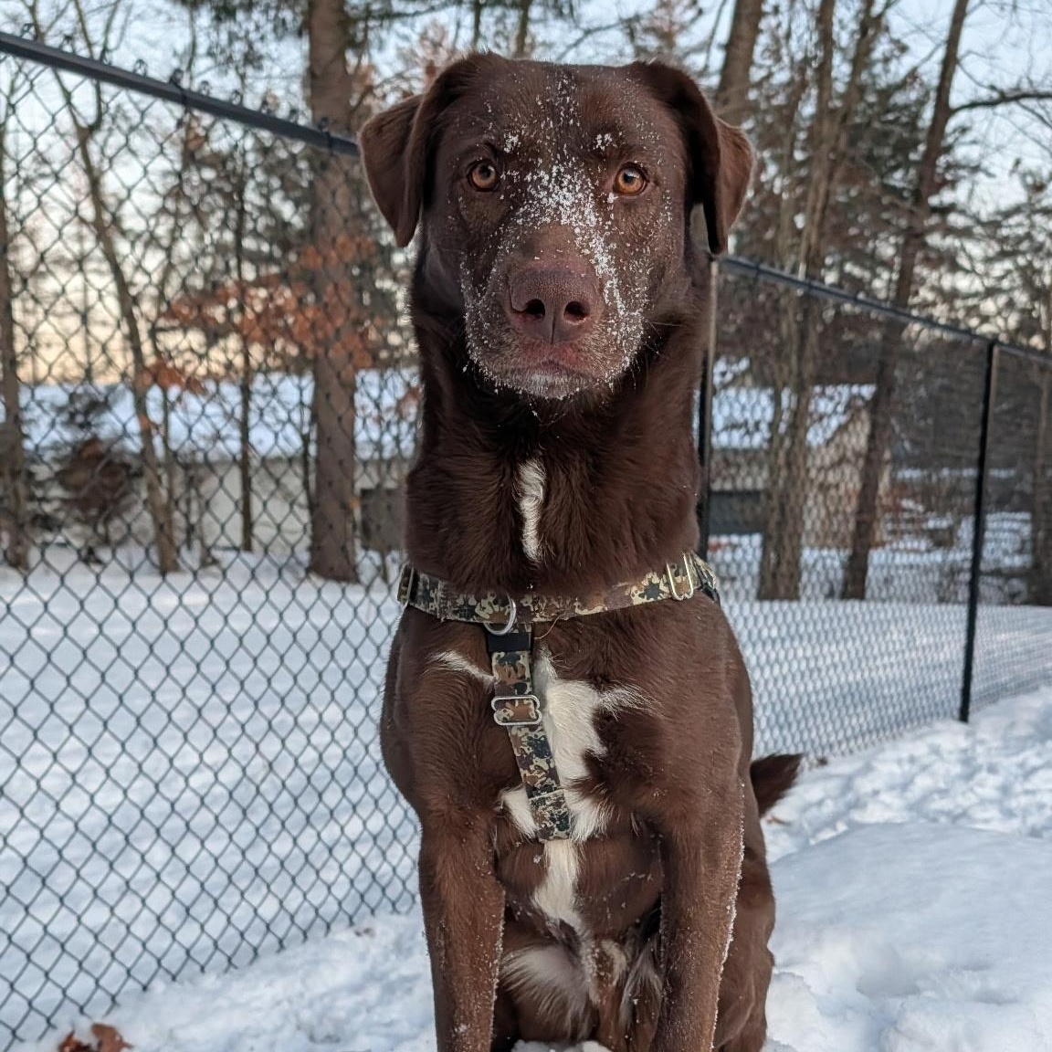 Copper, a Adoptable mixed breed in Hollis, NH image 1/4