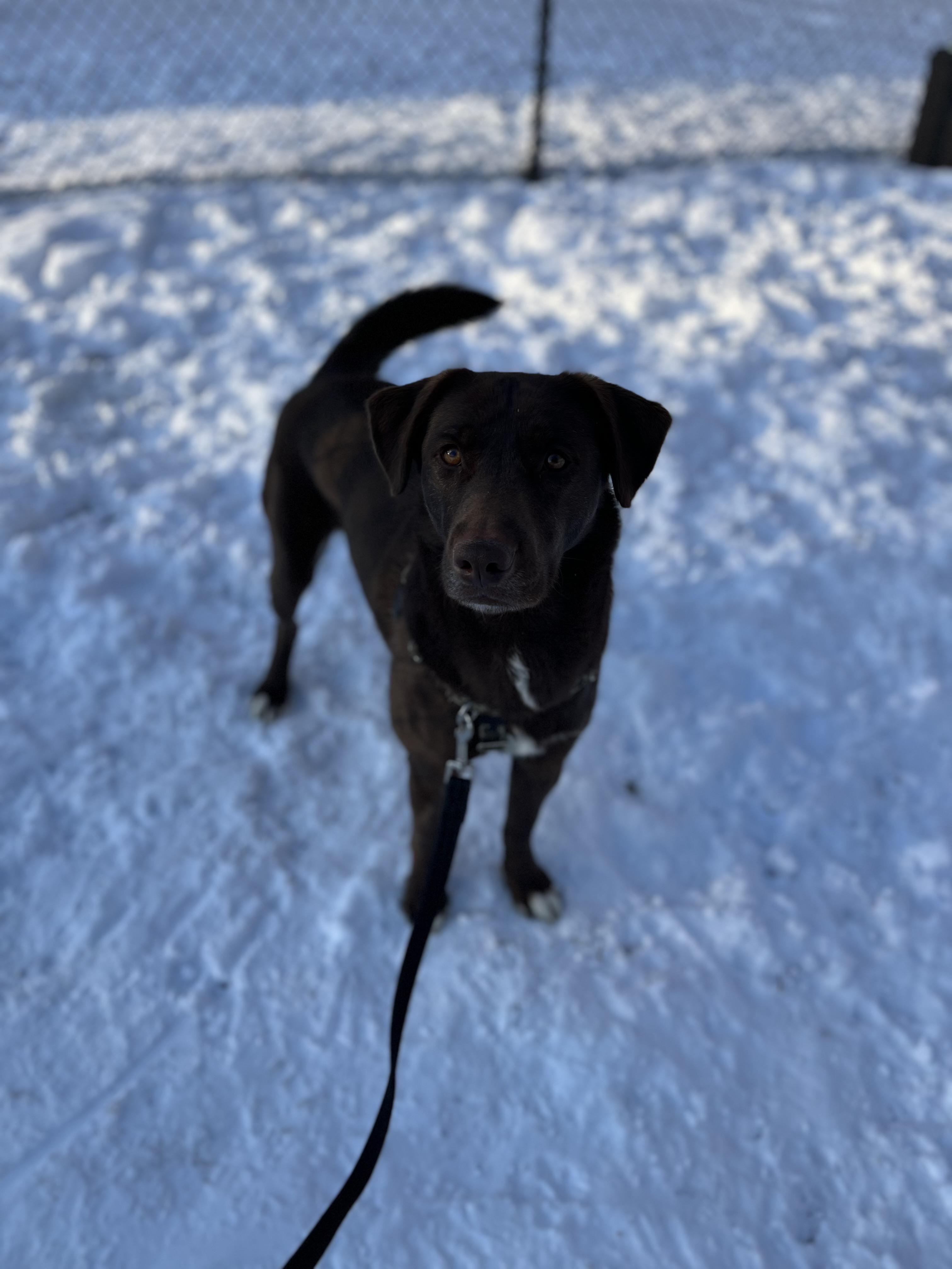 Copper, Adoptable, Adult Male Labrador Retriever & Husky.