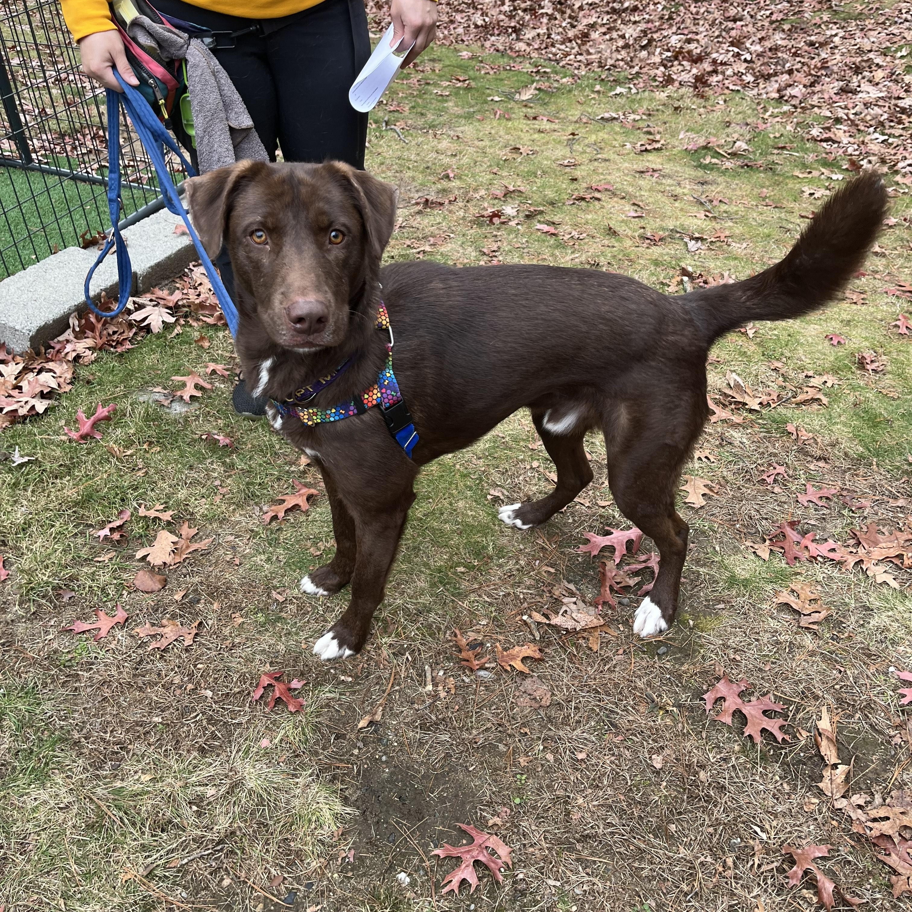Enlarge Copper, a Adoptable mixed breed in Hollis, NH image 5/5