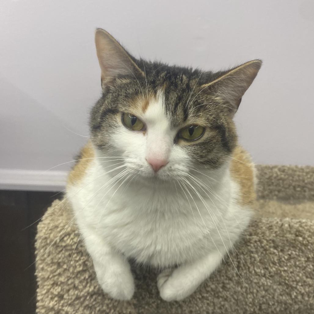 Sweet Pea (SP), a Adoptable Domestic Short Hair in Union, MO image 1/2