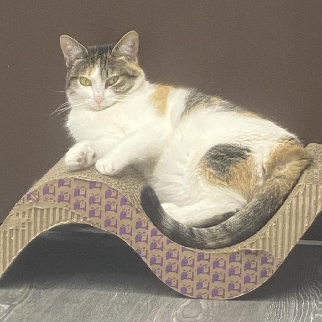 Sweet Pea (SP), a Adoptable Domestic Short Hair in Union, MO image 2/2