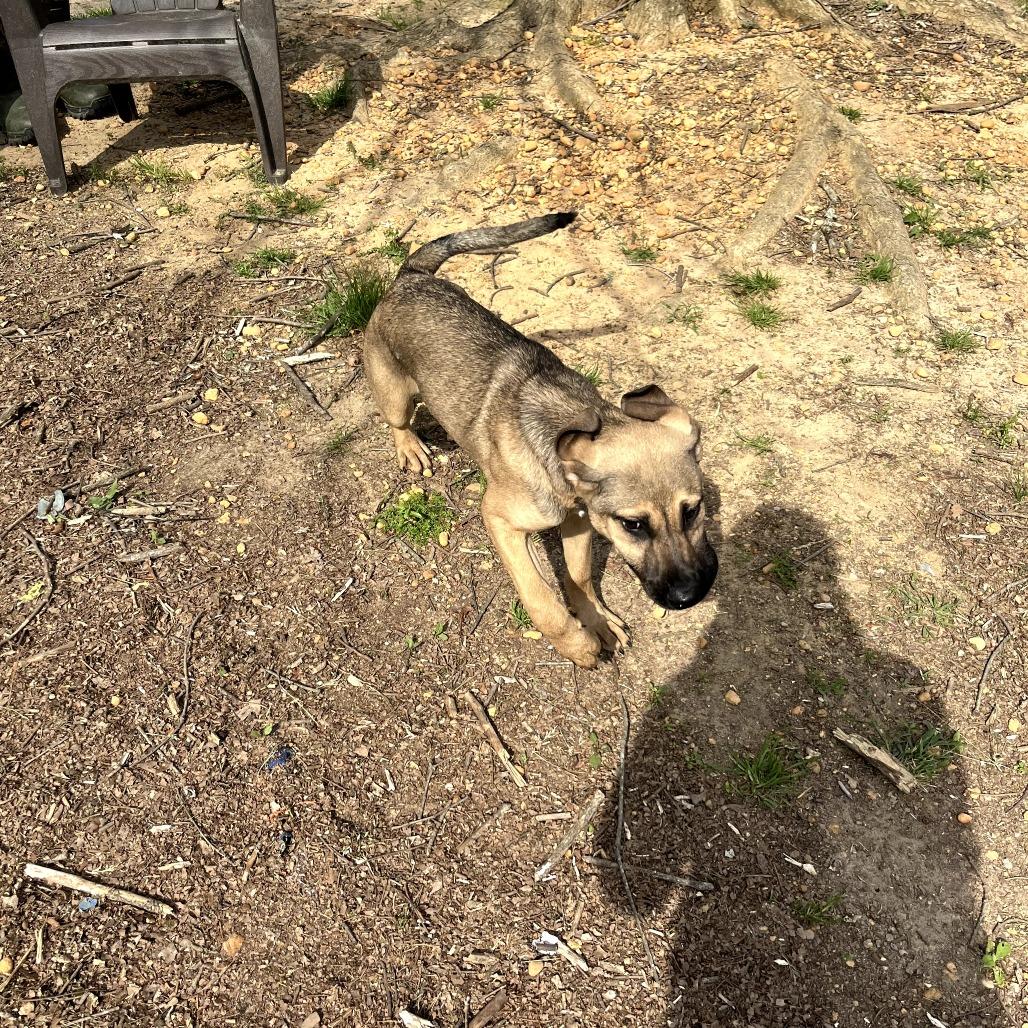 Pebbles, Adoptable, Young Female Shepherd.