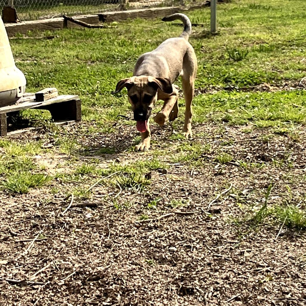 Enlarge Pebbles, a Adoptable mixed breed in Clanton, AL image 2/5