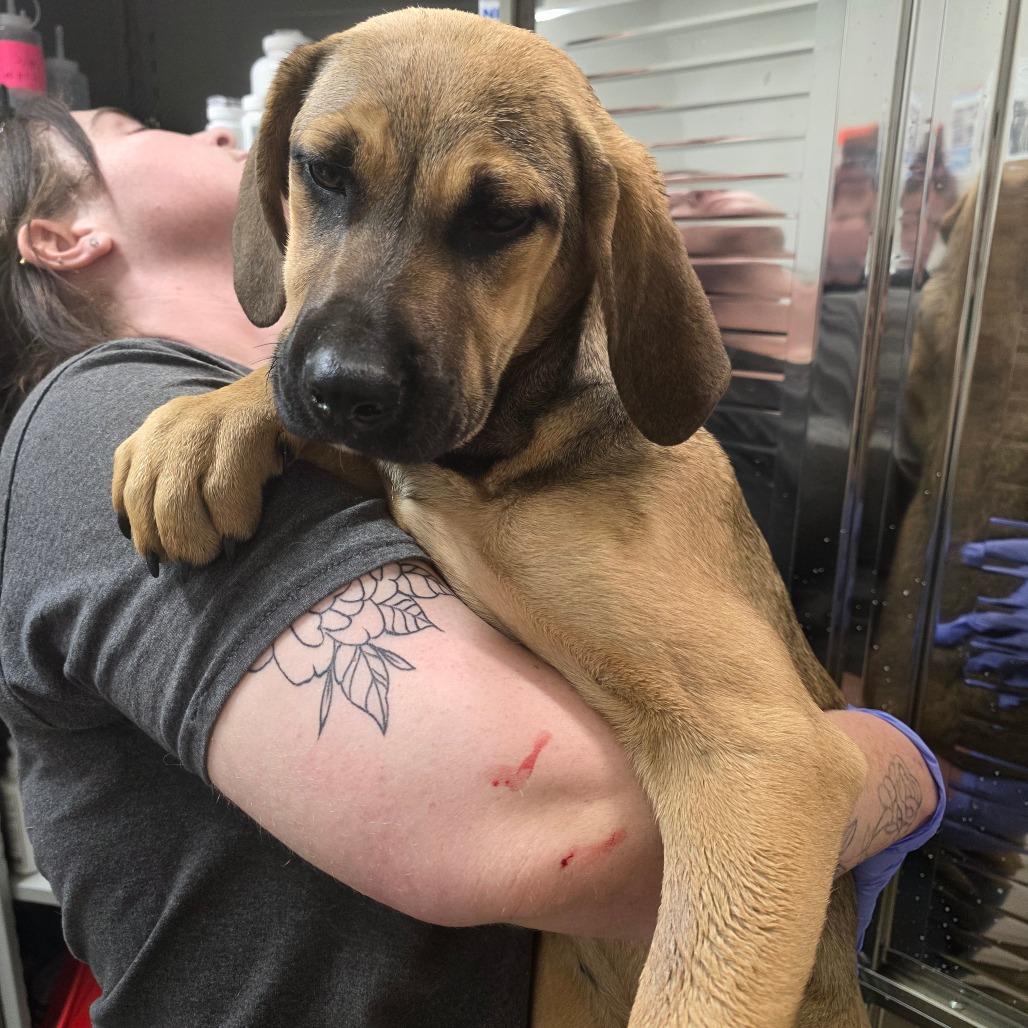 Enlarge Pebbles, a Adoptable mixed breed in Clanton, AL image 3/5
