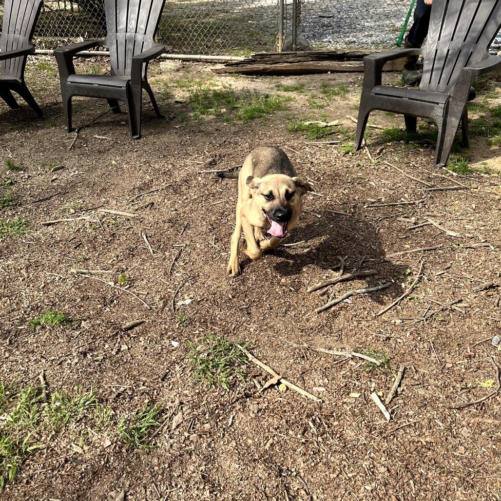 Enlarge Pebbles, a Adoptable mixed breed in Clanton, AL image 4/5