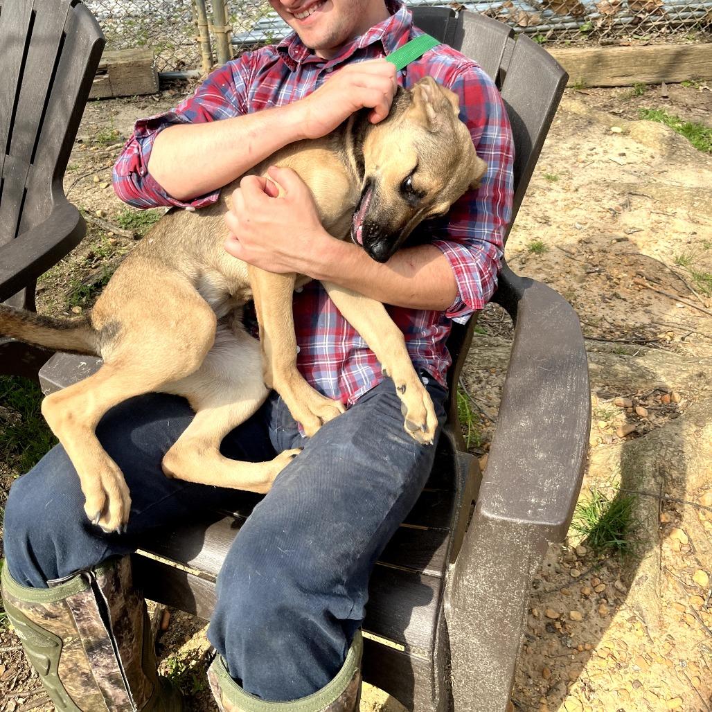 Enlarge Pebbles, a Adoptable mixed breed in Clanton, AL image 5/5