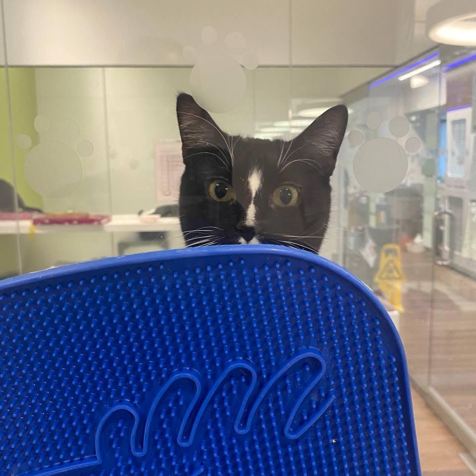 Enlarge Flora, a Adoptable Domestic Short Hair in Wantagh, NY image 2/6