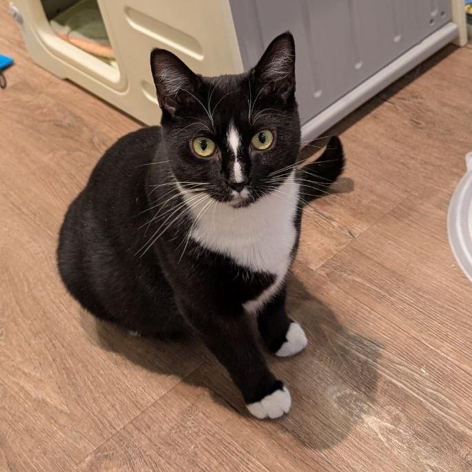 Enlarge Flora, a Adoptable Domestic Short Hair in Wantagh, NY image 3/6