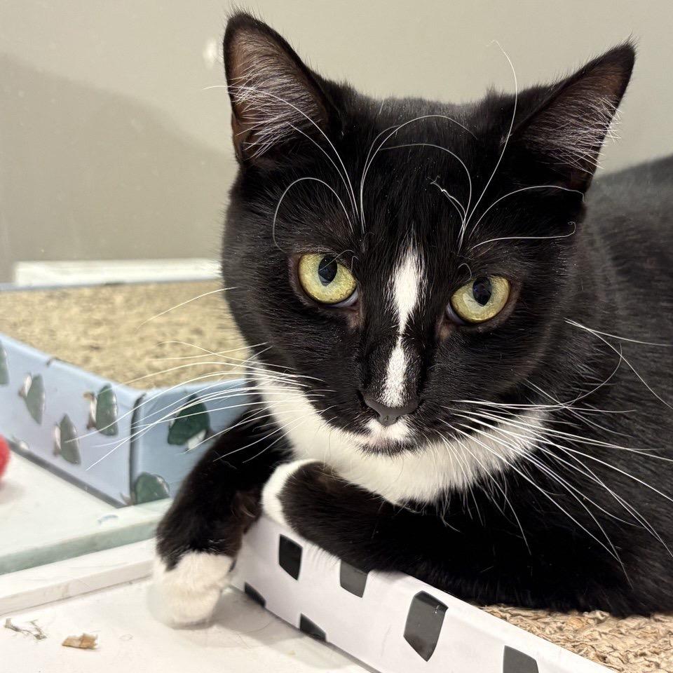 Enlarge Flora, a Adoptable Domestic Short Hair in Wantagh, NY image 4/6