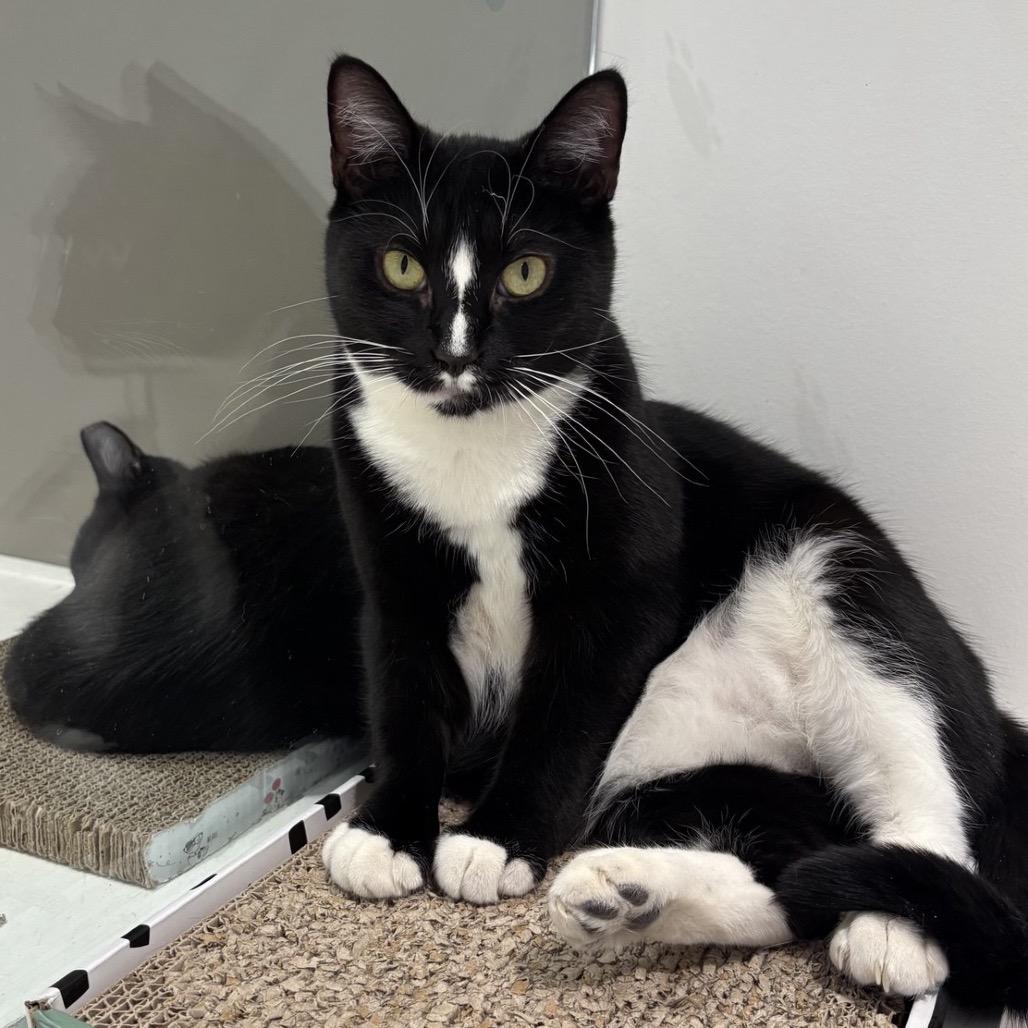 Enlarge Flora, a Adoptable Domestic Short Hair in Wantagh, NY image 4/6