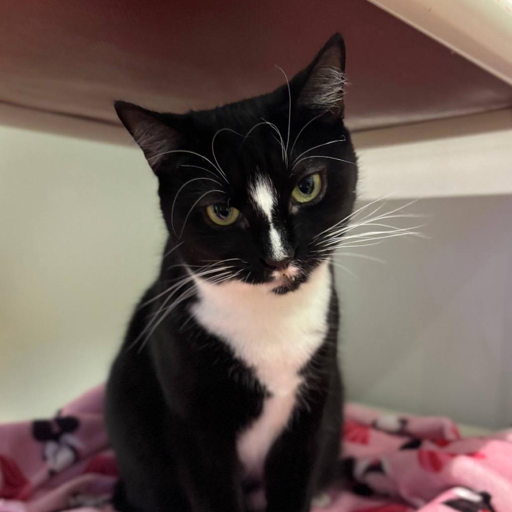 Enlarge Flora, a Adoptable Domestic Short Hair in Wantagh, NY image 5/6