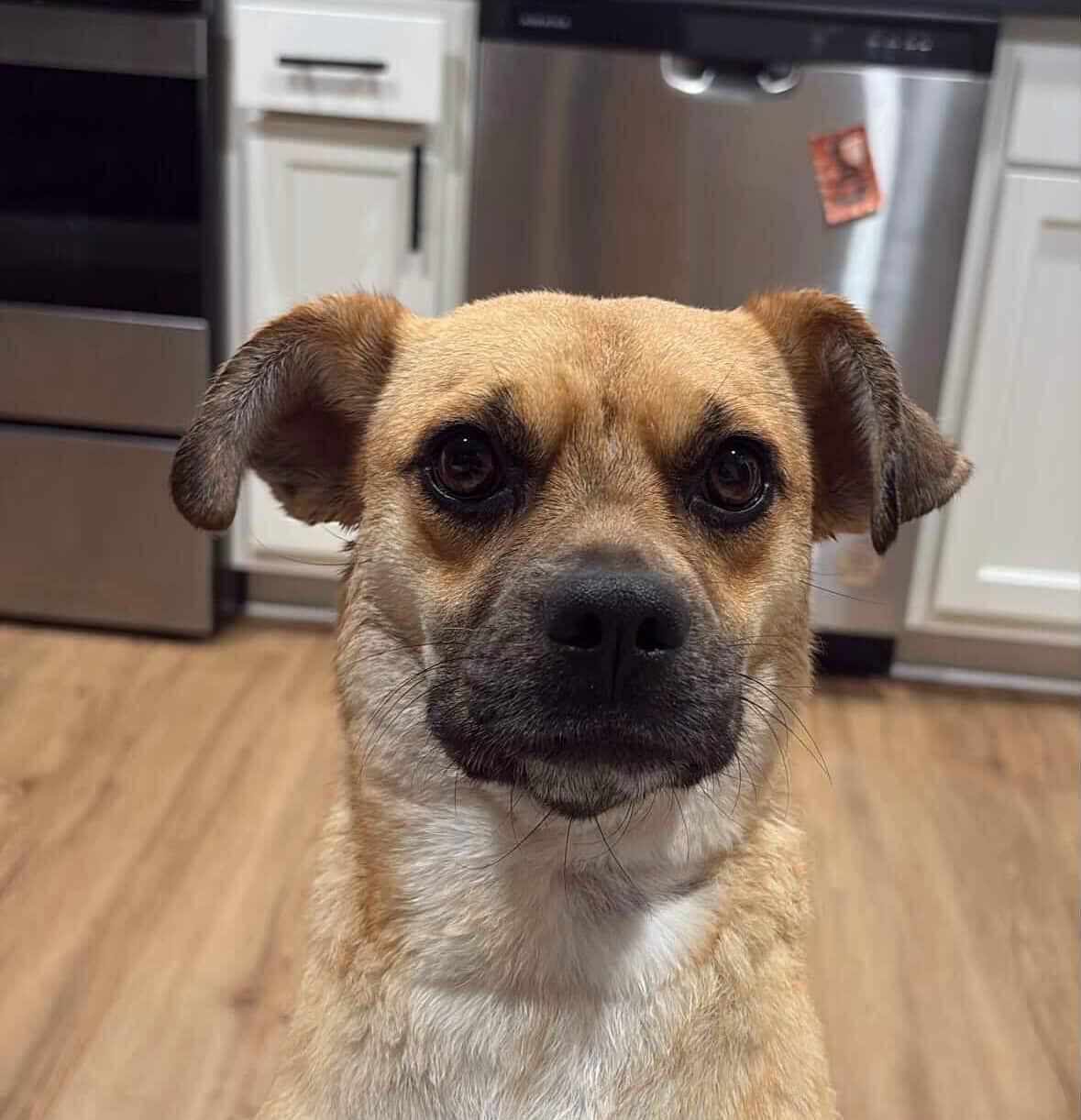 Enlarge Chaparrita, an adopted mixed breed in Hilton, NY image 1/5