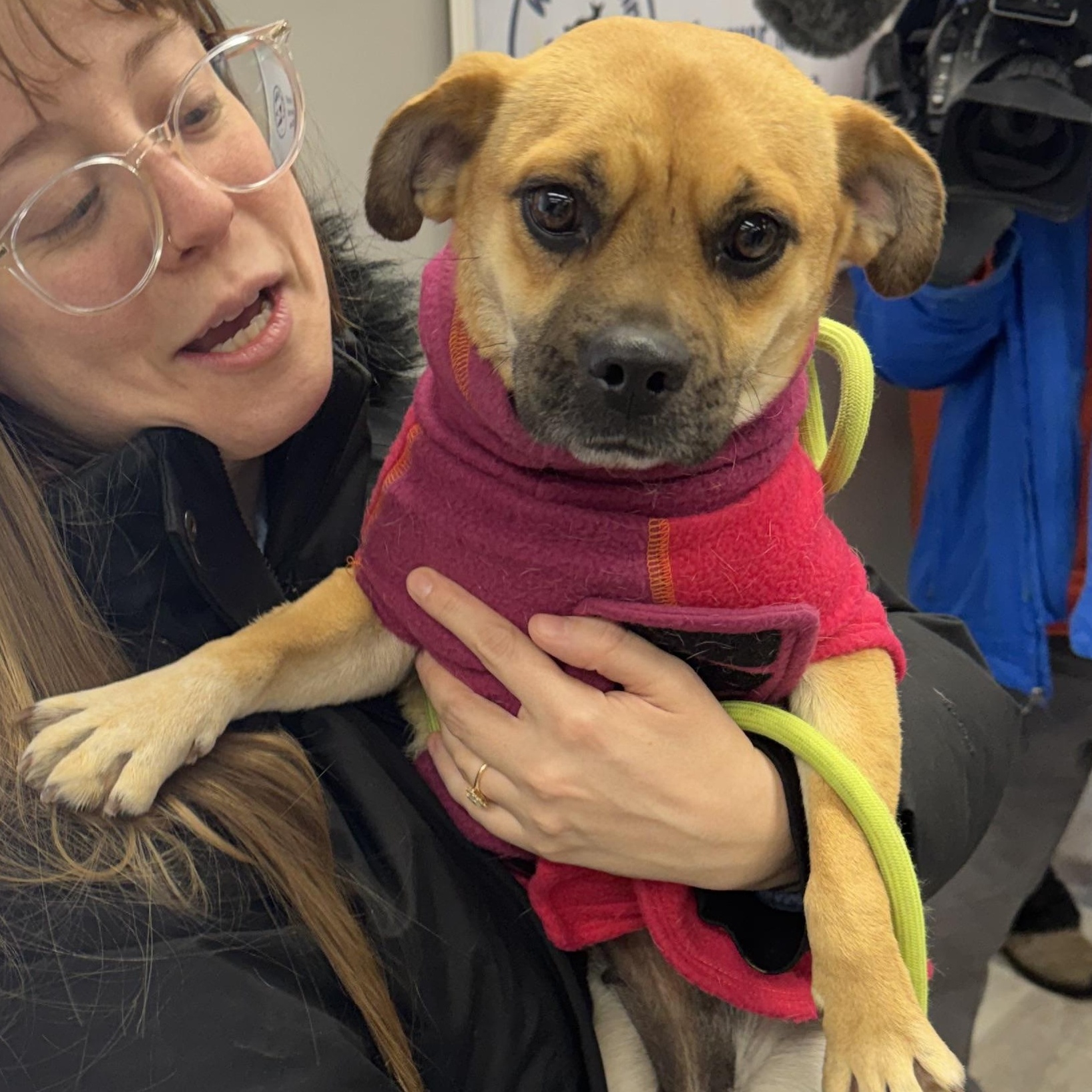 Enlarge Chaparrita, an adopted mixed breed in Hilton, NY image 3/5