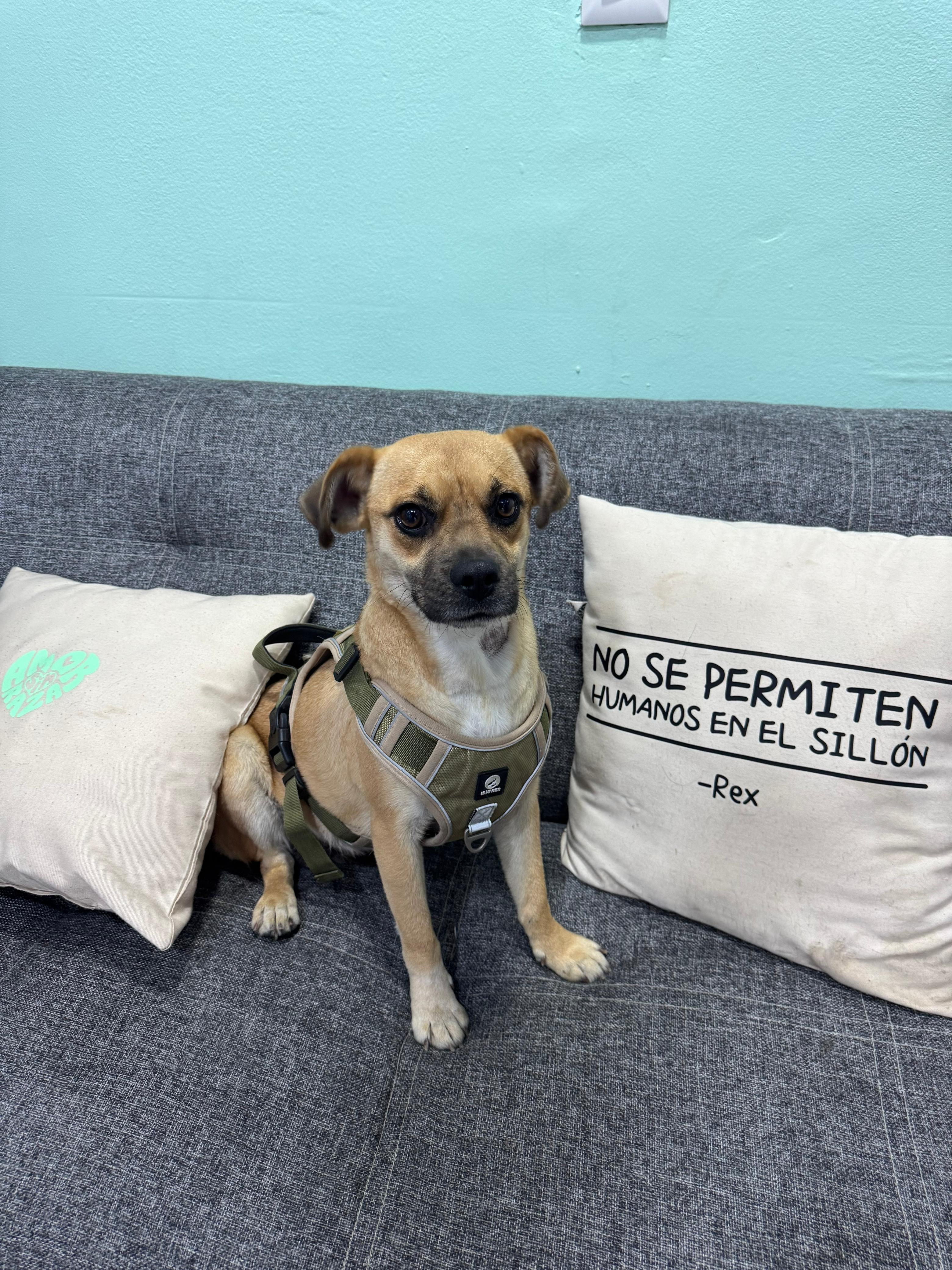 Enlarge Chaparrita, an adopted mixed breed in Hilton, NY image 2/5