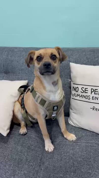 Enlarge Chaparrita, an adopted mixed breed in Hilton, NY video 5/5