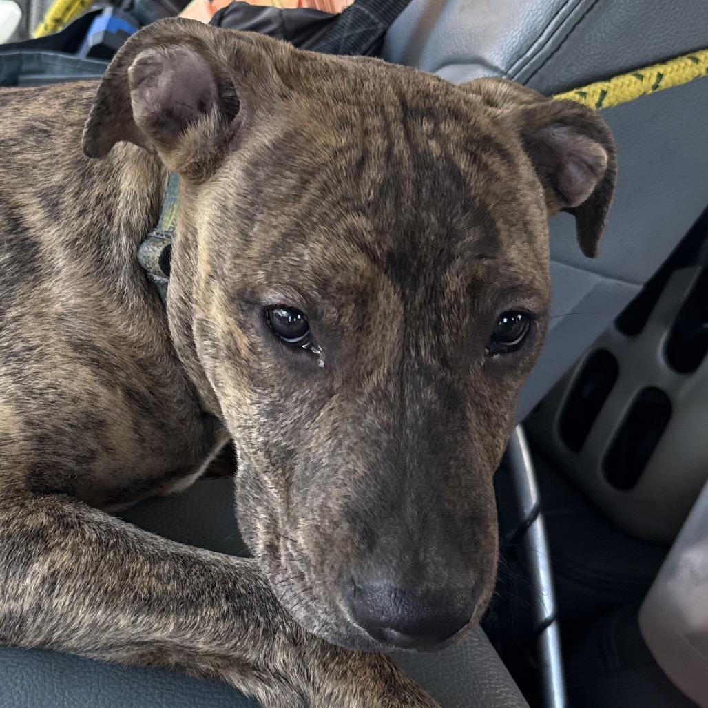 Enlarge Jupiter, a Adoptable Pit Bull Terrier in Jacksonville, AR image 1/1