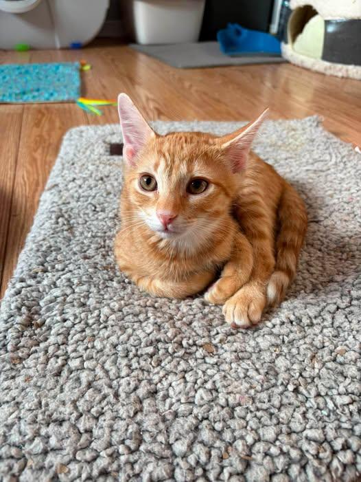 Decker, Adoptable, Young Male Tabby.