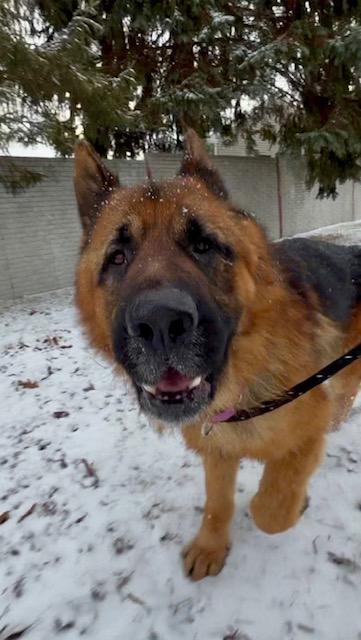 Bear, Adoptable, Adult Male German Shepherd Dog & Chow Chow.