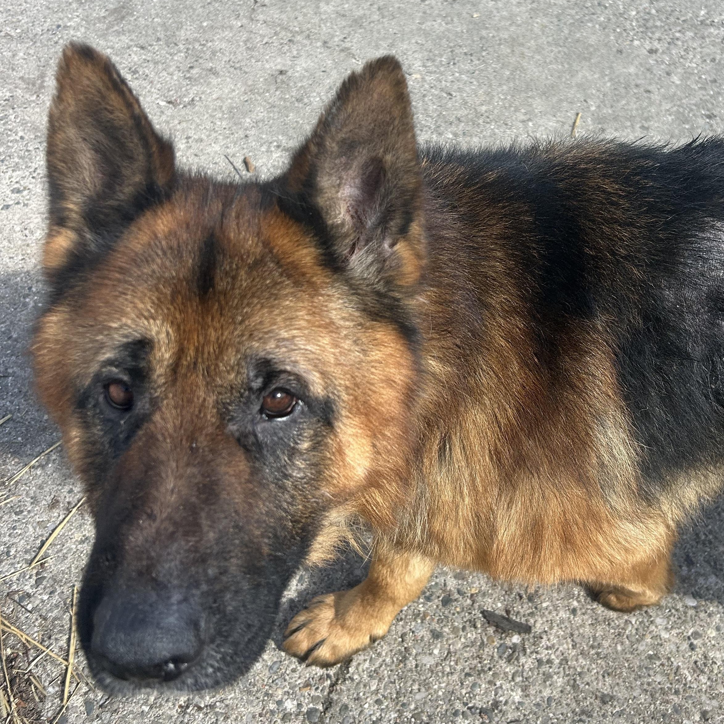 Enlarge Bear, a Adoptable mixed breed in Madison Heights, MI image 5/6