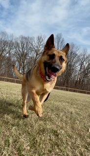 Enlarge Bear, a Adoptable mixed breed in Madison Heights, MI image 3/6