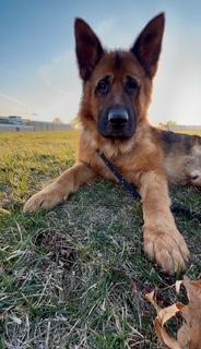 Bear, Adoptable, Adult Male German Shepherd Dog & Chow Chow.