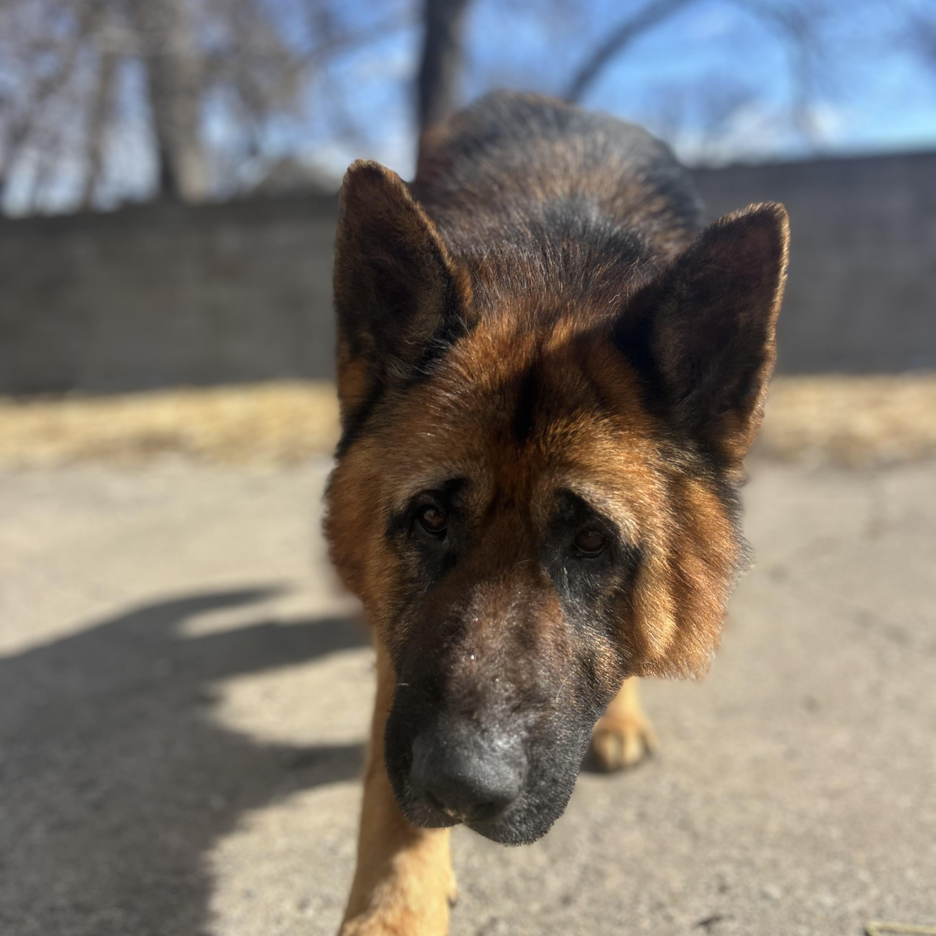 Enlarge Bear, a Adoptable mixed breed in Madison Heights, MI image 3/6